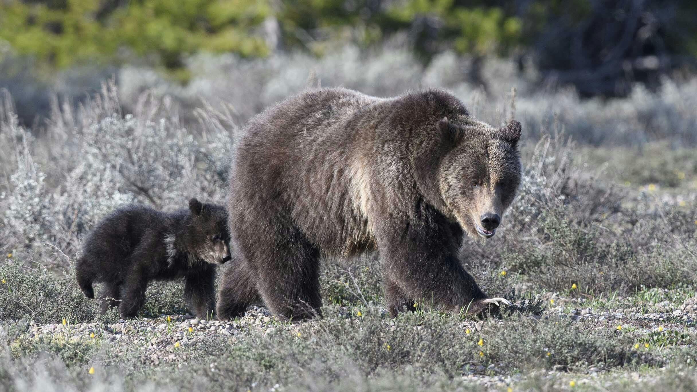 Grizzly 399 and her cub, Spirit. Photo is owned by Jorn Vangoidtsenhoven and may not be reproduced
