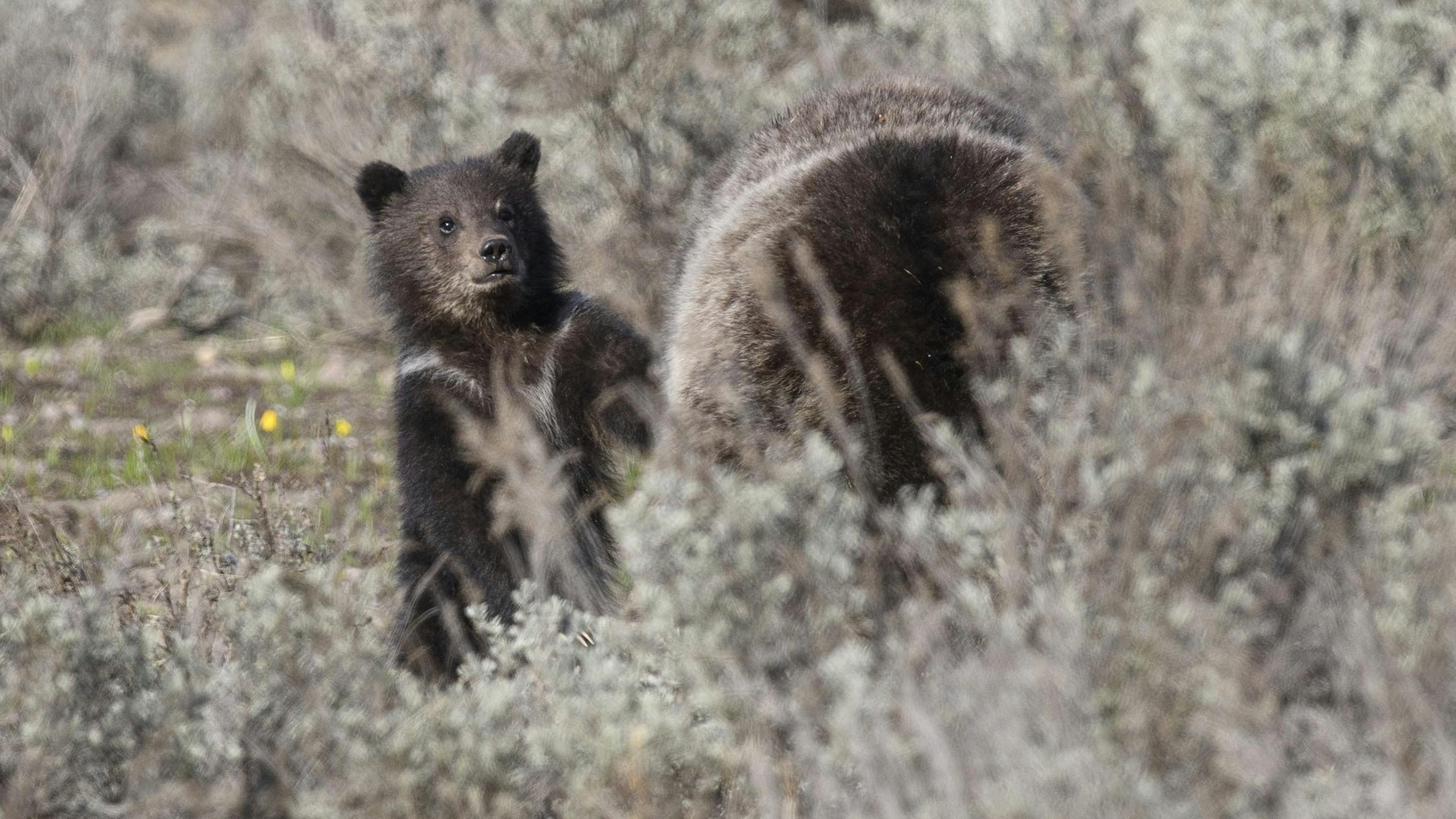 Grizzly 399's 2023 cub is seen exploring with his mother May 16. (Photo is owned by Jorn Vangoidtsenhoven and may not be reproduced)