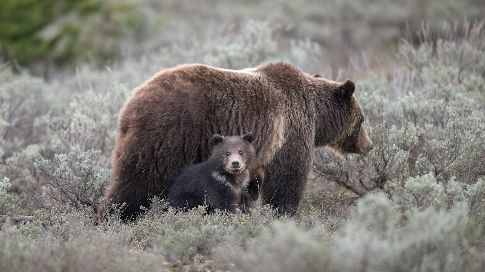 Grizzly 399’s not-yet-named cub looks back toward admirers. (Photo is owned by Savannah Rose and may not be reproduced)