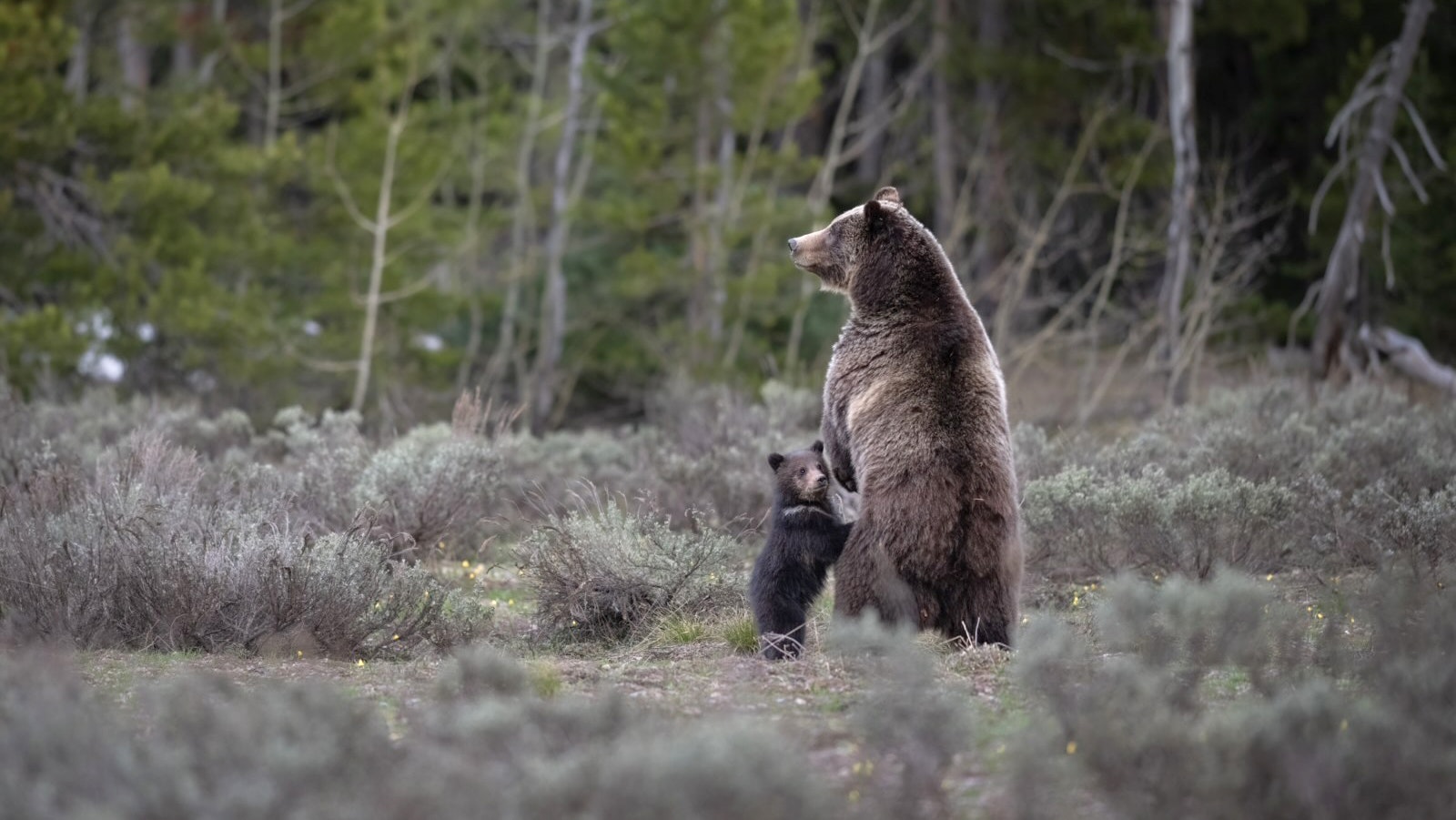 Grizzly 399 stands next to her not-yet-named cub. (Photo is owned by Savannah Rose and may not be reproduced)