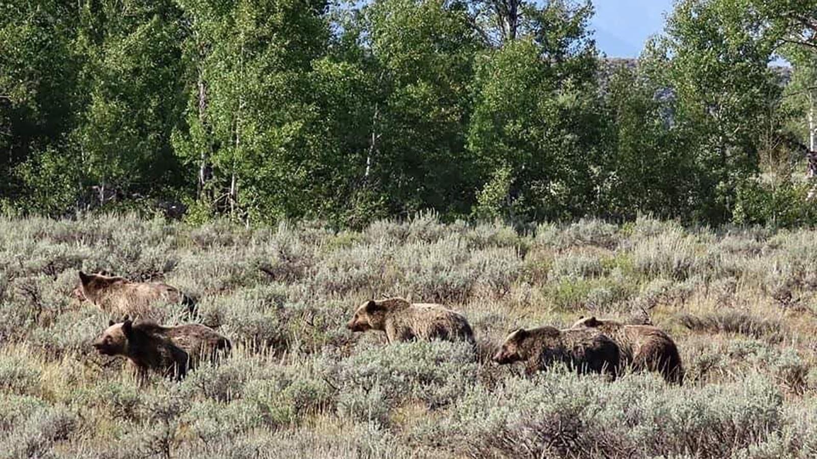 Grizzly 399 is pictured here with her famous litter of quadruplets, which were born in 2020 and matured and left their mother in 2022.