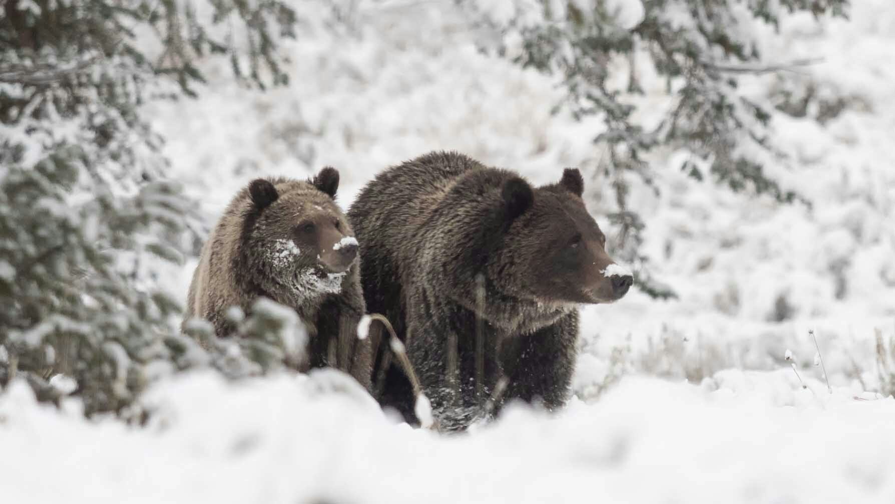 399 in the snow 12 22 23