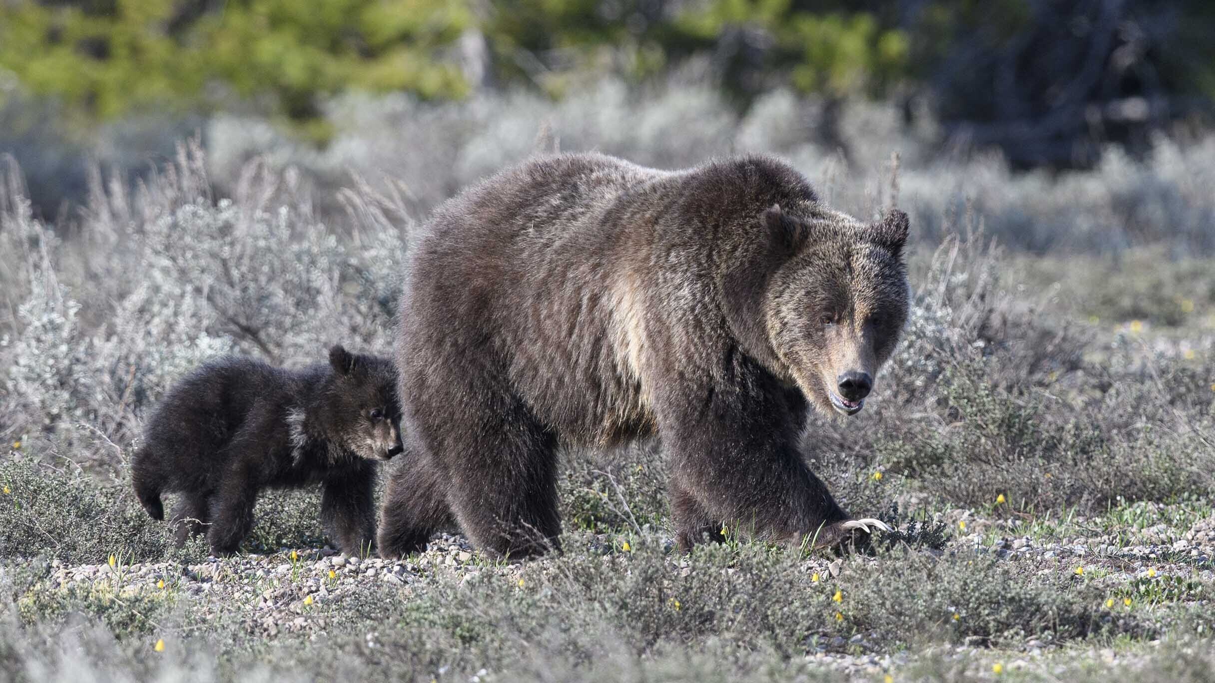 Don't Let Their Brawn Fool You, Wyoming Grizzlies Are Smarter Than Average  Bears