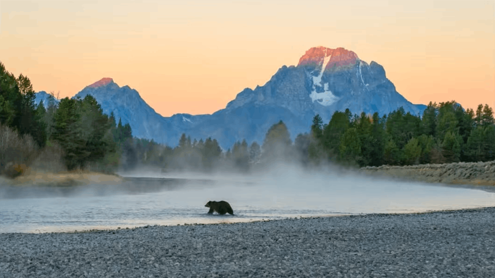 An image from a panel discussion with the makers of the "Grizzly 399: Queen of the Tetons" documentary livestreamed by PBS Nature on Oct. 30, 2024. They discussede the life and legacy of the world's most famous bear.