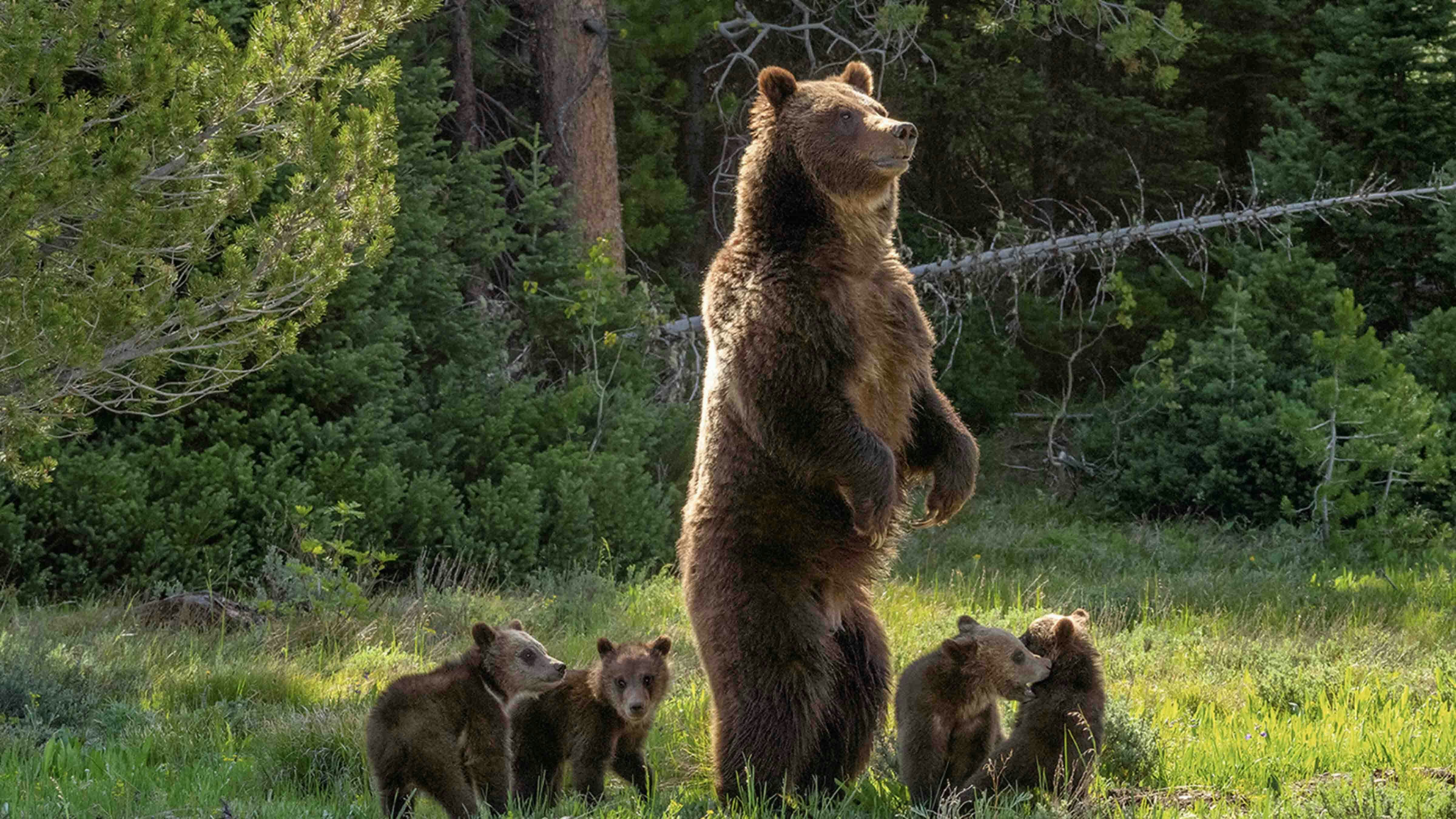 Grizzly 399 and her four cubs