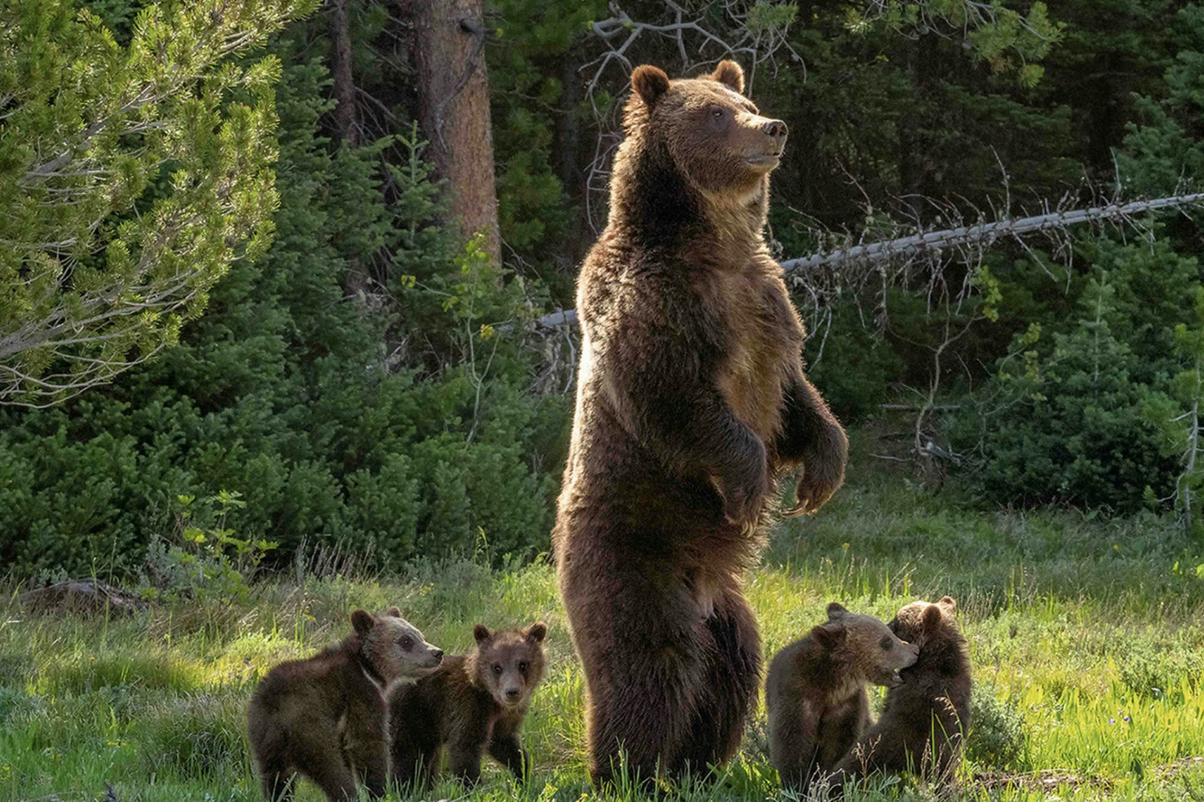 Grizzly 399 and her four cubs