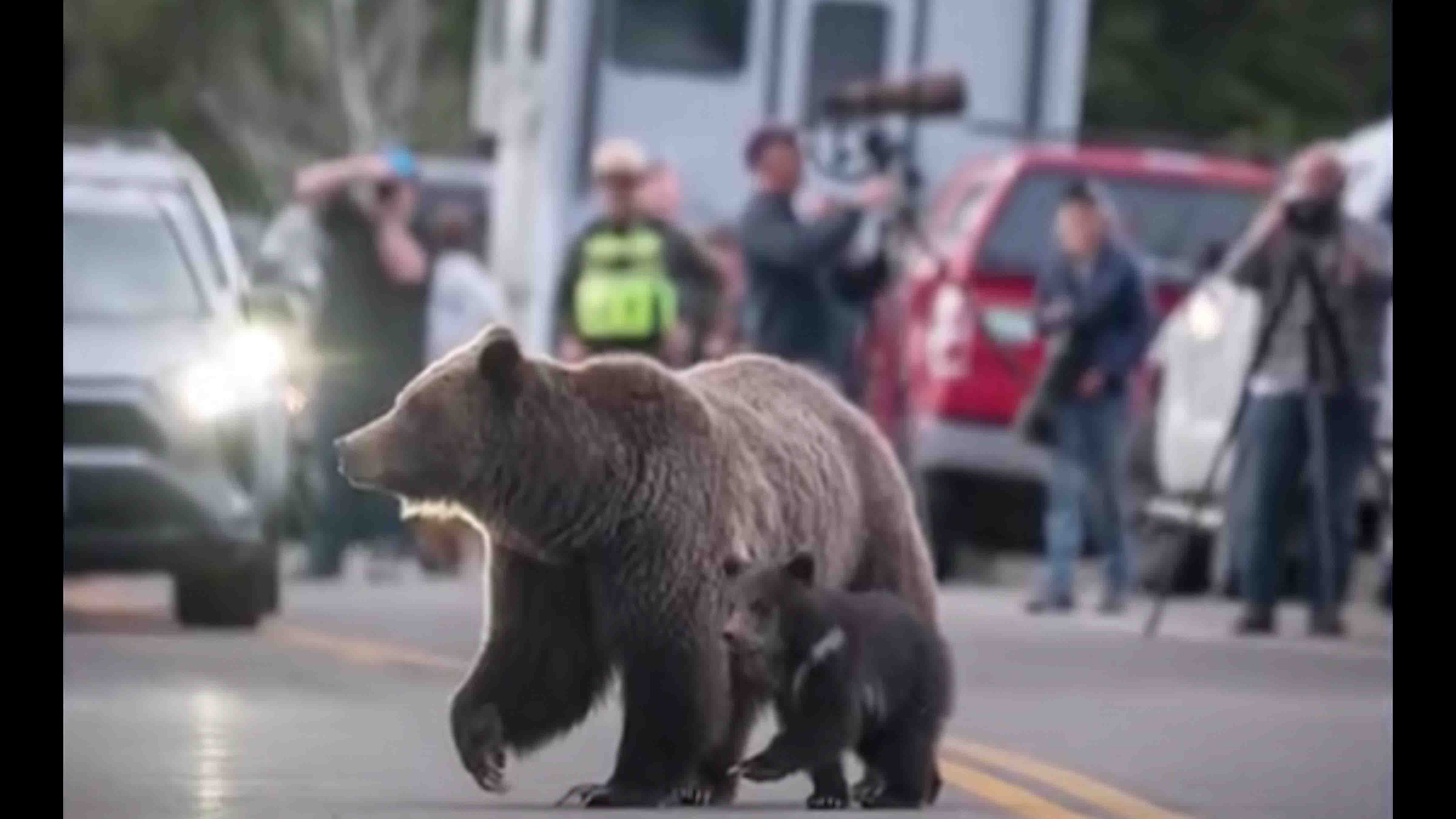 World Famous Grizzly 399 Dead After Hit By Vehicle