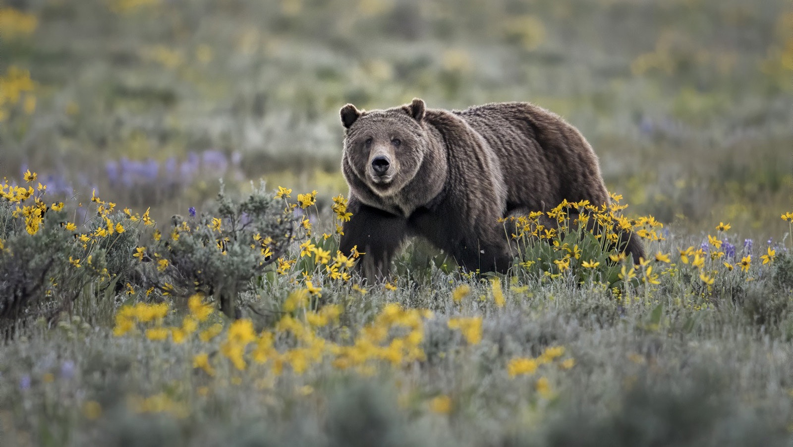 Grizzly 399, Wyoming’s most famous bear, pictured here last summer, has yet to be seen this spring.