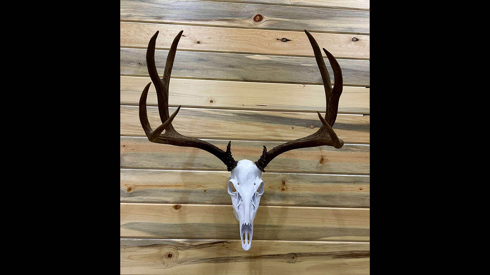 Avid hunter Shawn Sanchez offers other hunters 3D printed skulls, for mounting their trophy antlers and horns.