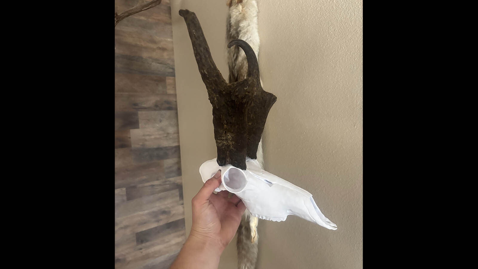 Avid hunter Shawn Sanchez offers other hunters 3D printed skulls, for mounting their trophy antlers and horns.