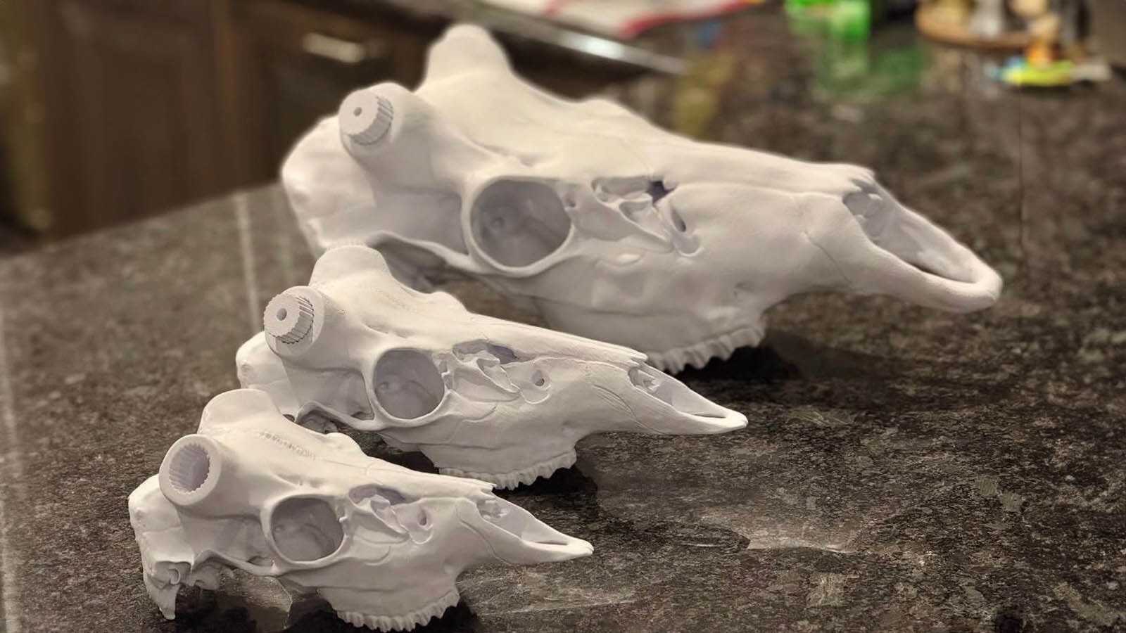 Shawn Sanchez uses an adjustable spline system to mount big game antlers and horns to the 3D printed skulls he makes.