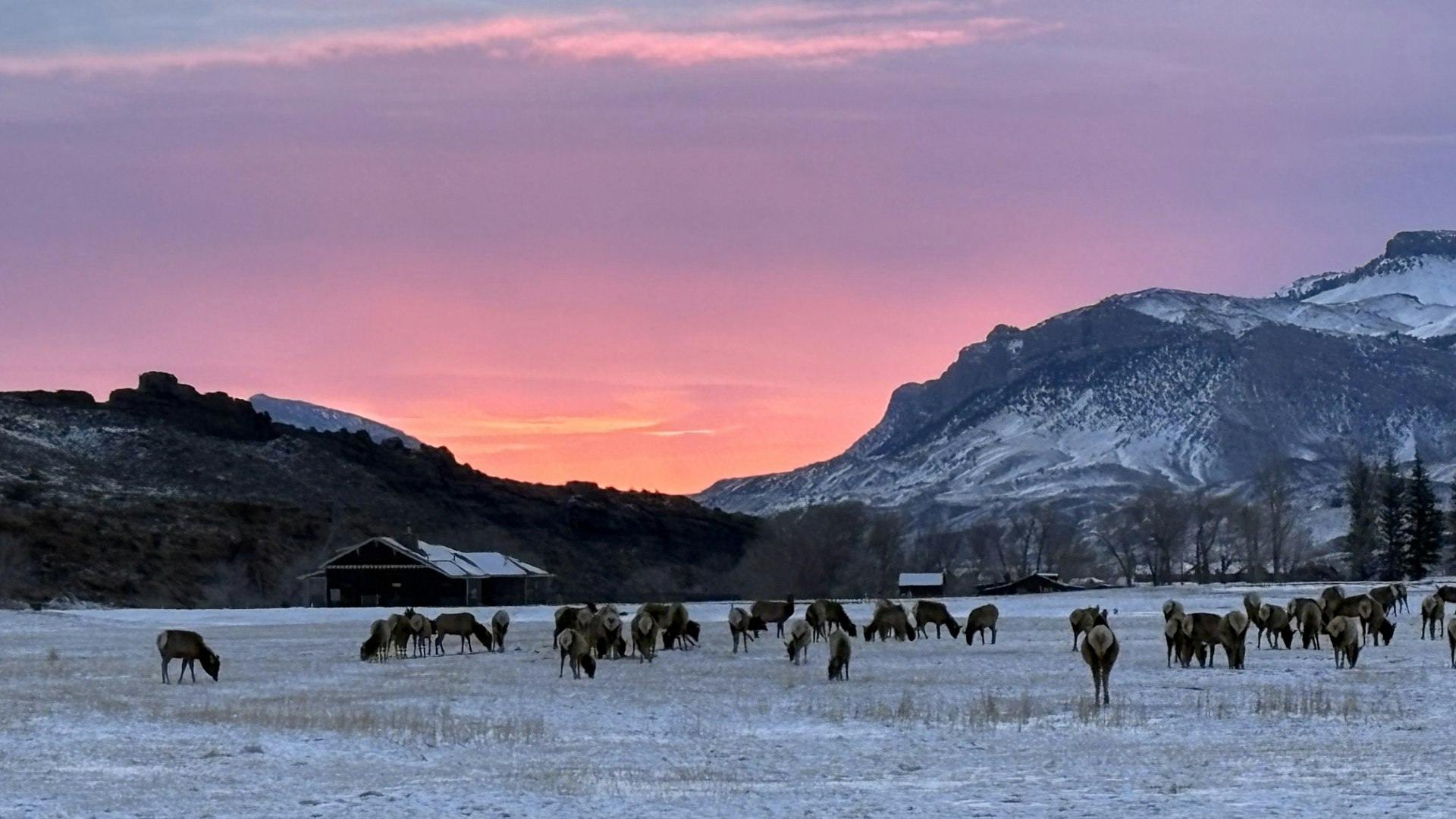 "Wapiti elk in the morning."