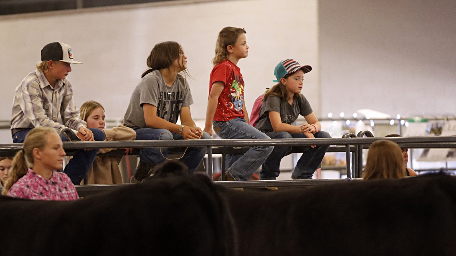 Would You Pay 1,000 For A Rabbit? Yup, If It’s… Cowboy State Daily