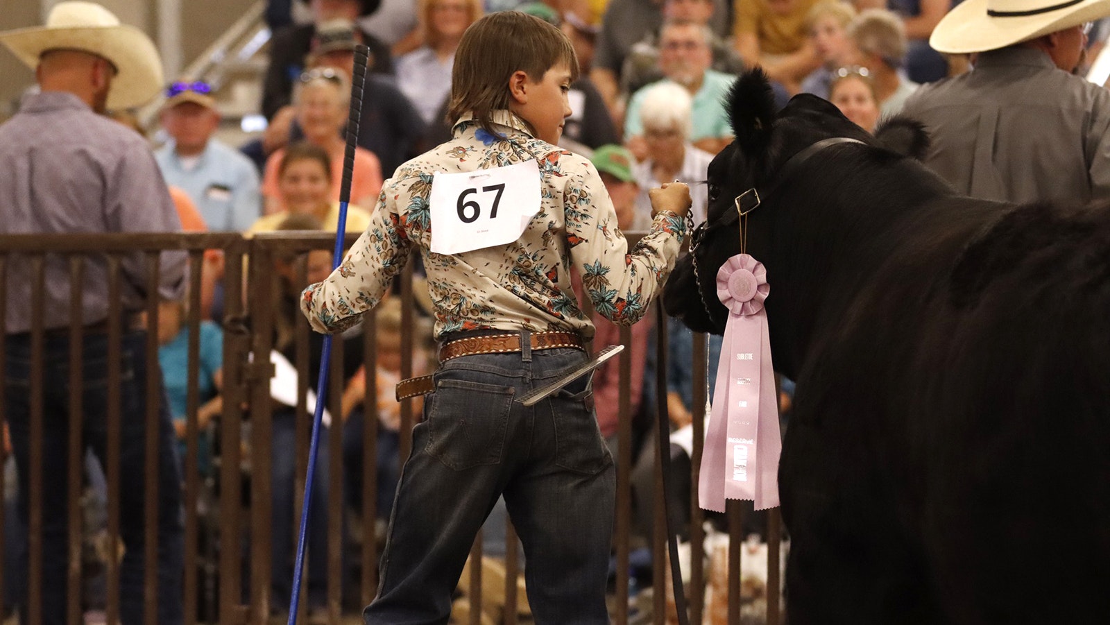 The glossy black coat of this beef sets off a prize ribbon nicely at the Sublette County Fair.