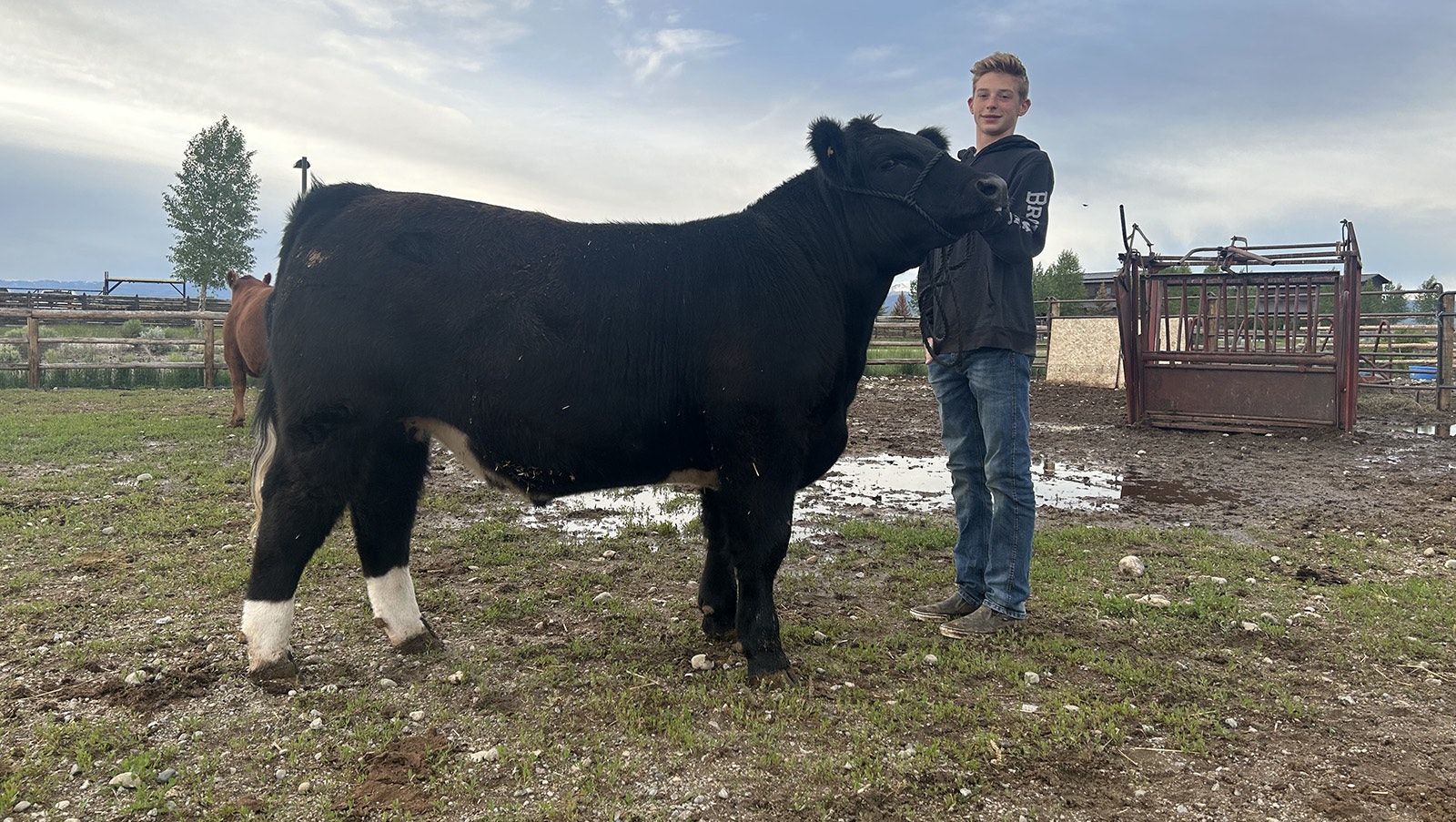 Shane Rogers with his show calf, Sherman.