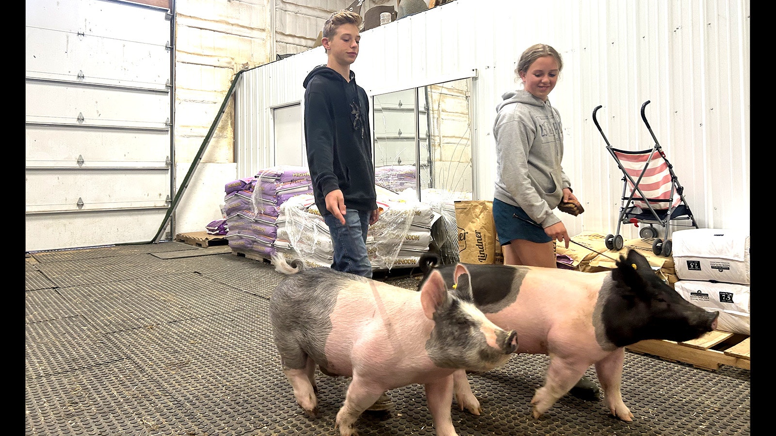 Shane and Daisy Rogers take their 4-H show pigs Big Blue and Petunia for a walk at the 4-H barn outside Pinedale in Sublette County.