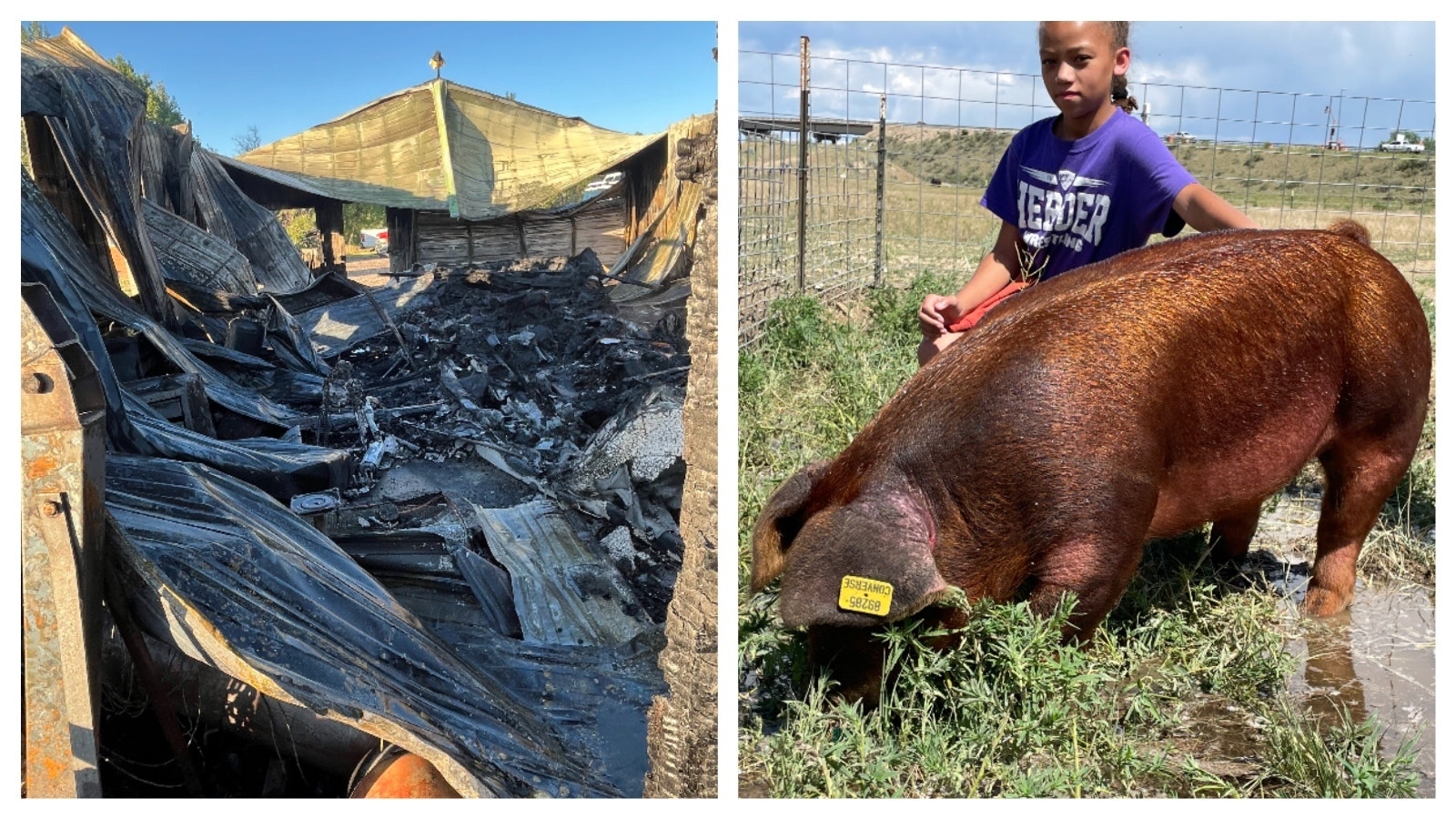 The Wulf family’s 1,400-square-foot shop building was totally destroyed by fire on Saturday, left. At right, Taliyah Baughman plans to show her pig at this year’s Converse County Fair.