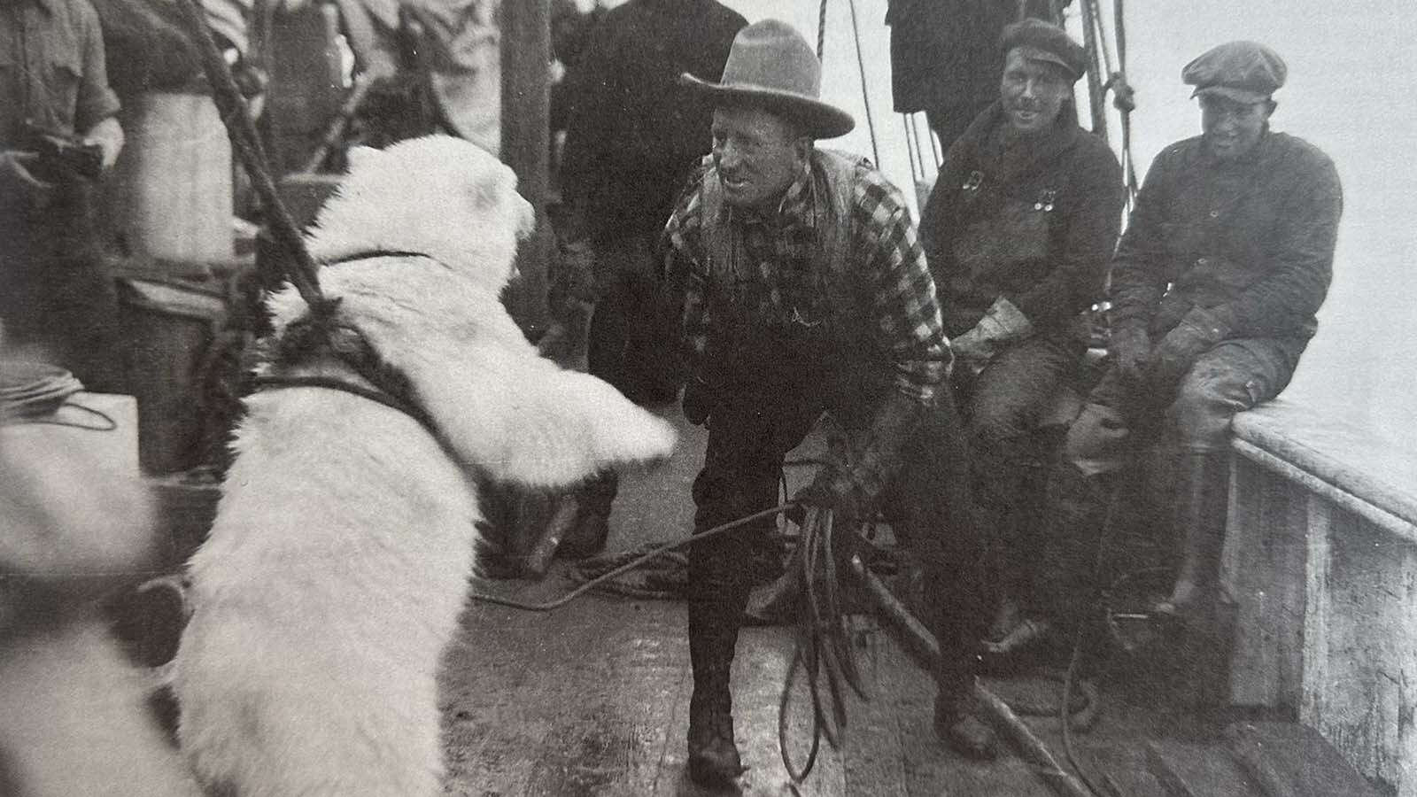 When Carl Dunrud successfully lassoed two polar bear cubs and put them on the schooner during the 1926 Putnam Greenland Expedition, the crew weren’t ready for the havoc the two bears raged. They had to put them in harnesses and swiftly built cages for their new passengers who were to be delivered to the Bronx Zoo in New York.