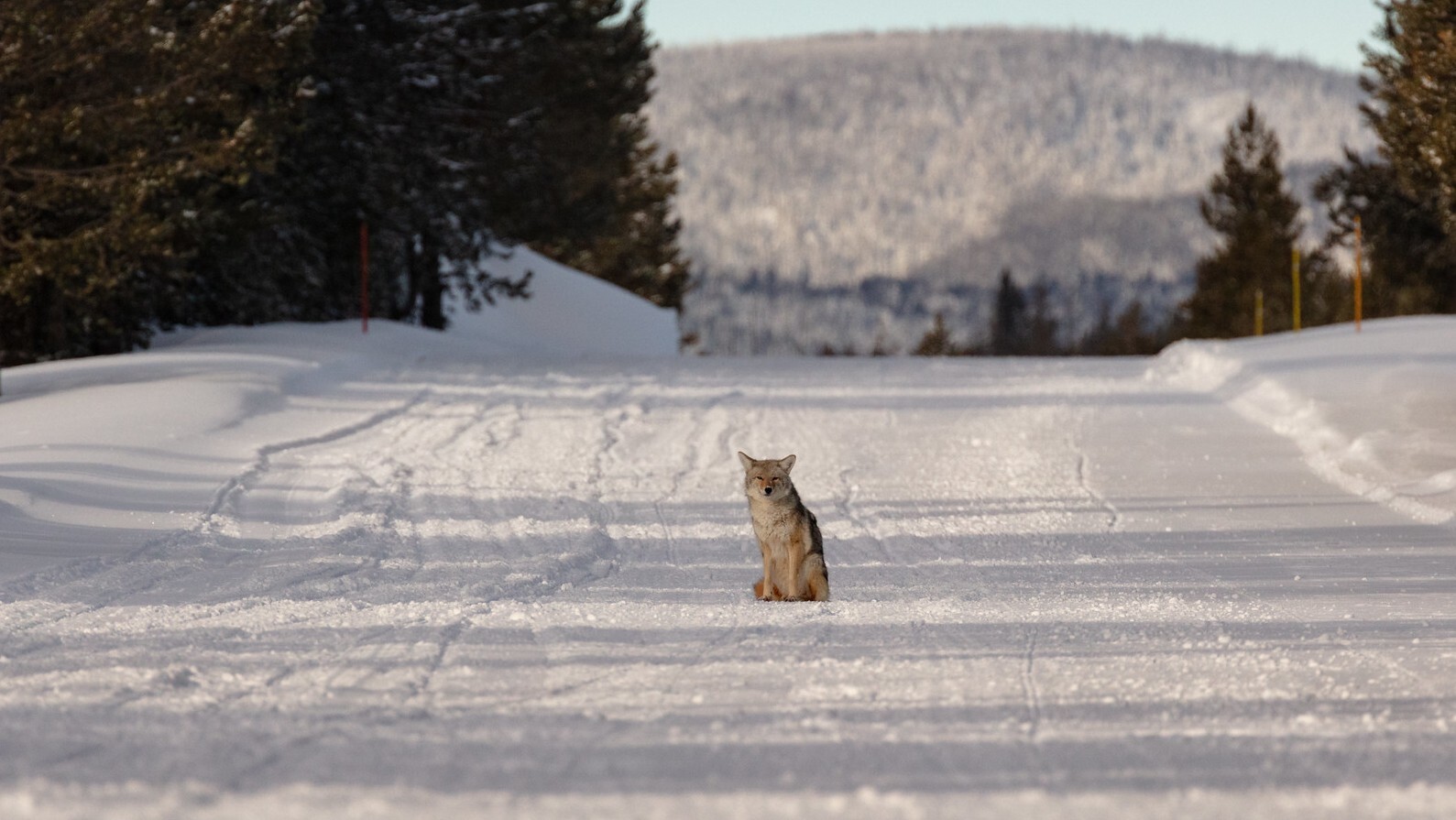 47231083732 fb7ac2f89a k 1