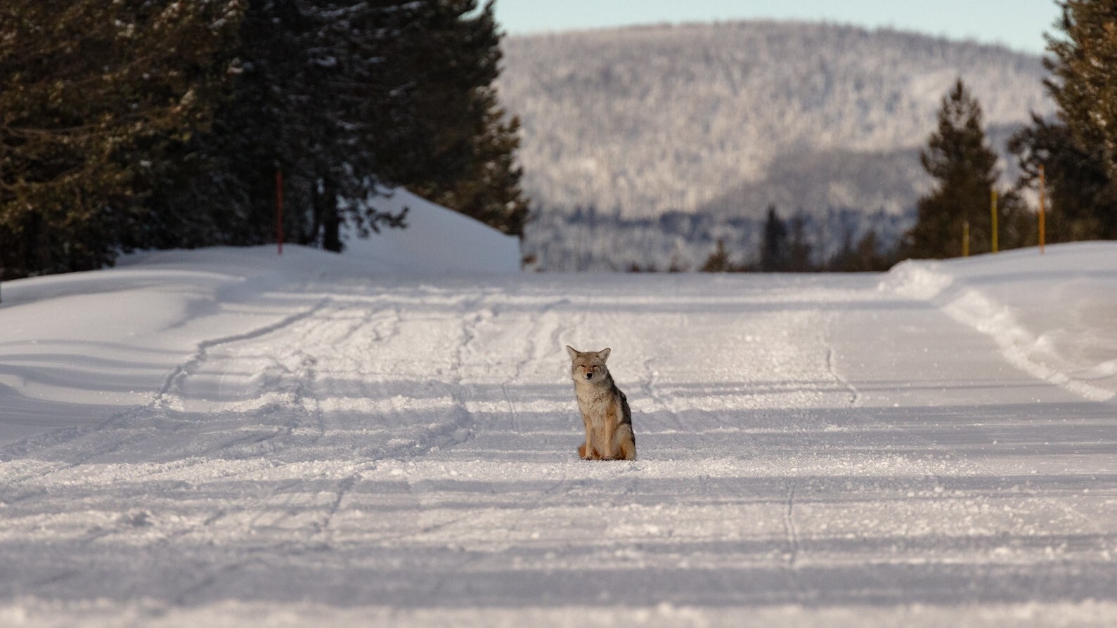 47231083732 fb7ac2f89a k 1