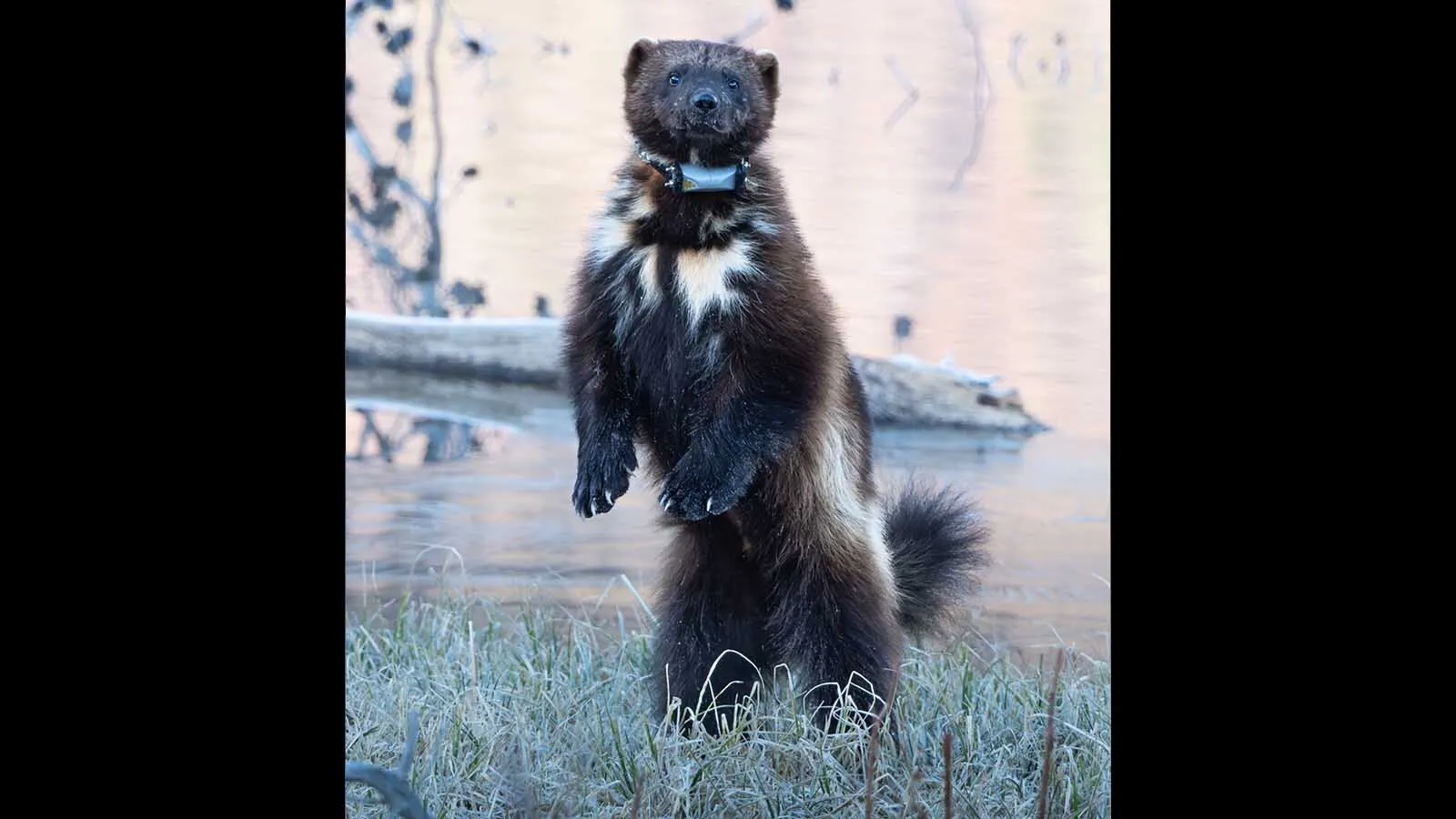 Hiker Has Incredibly Rare Wolverine Encounter In Wyoming's Wind River ...