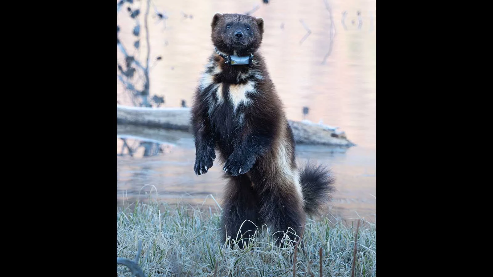 This wolverine was spotted last weekend near the Lower Green River Lakeside Trail in the Wind River Mountains.