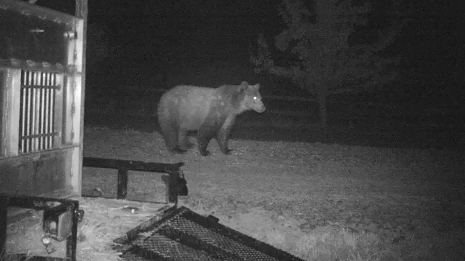 A grizzly bear named Ethyl wandered 5,000 miles across Montana and Idaho. Biologists think it might have been because she couldn’t find her way back home.