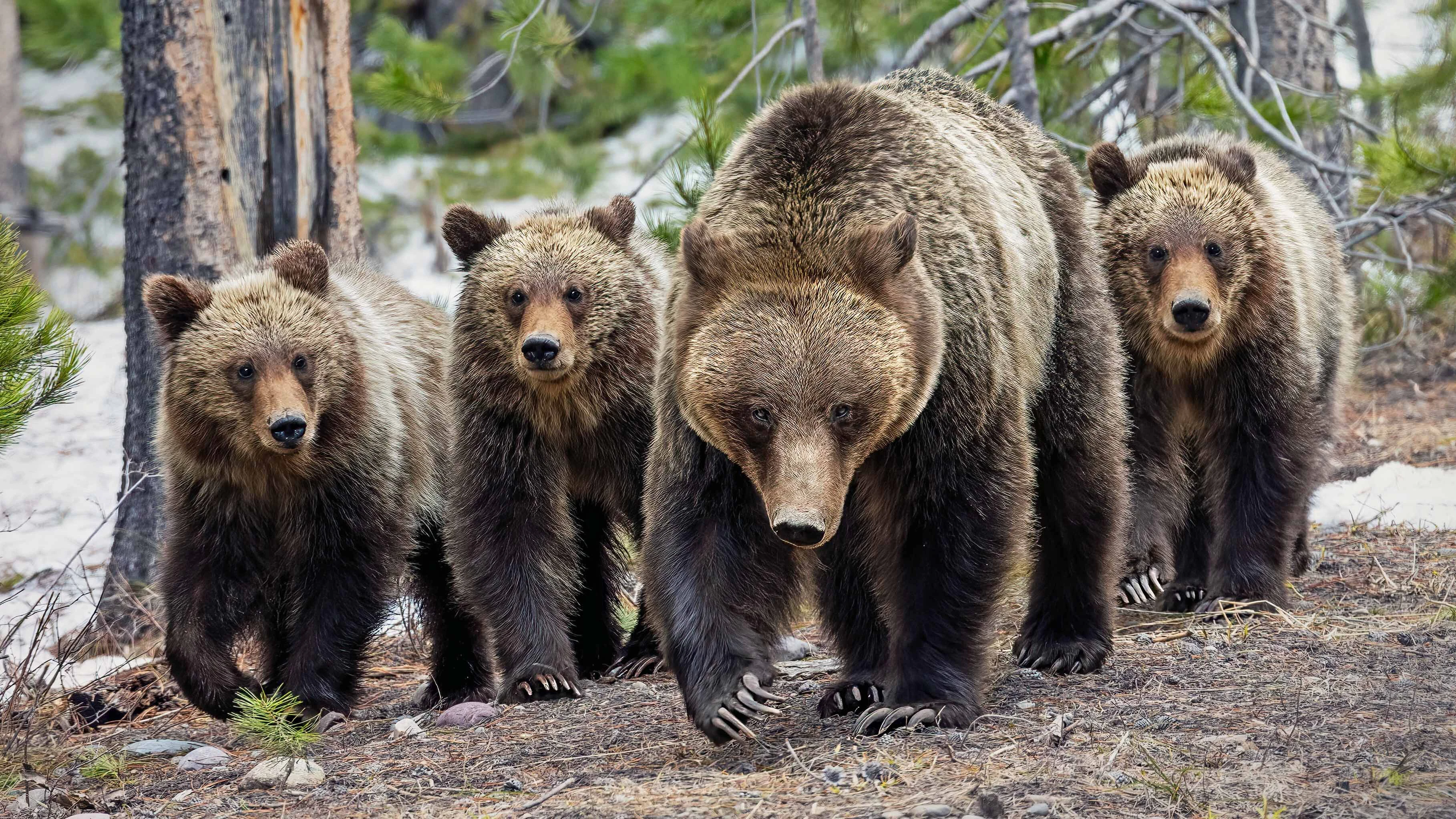 Grizzly 610 is pictured here with her most recent litter of three cubs, on May 6, 2023.