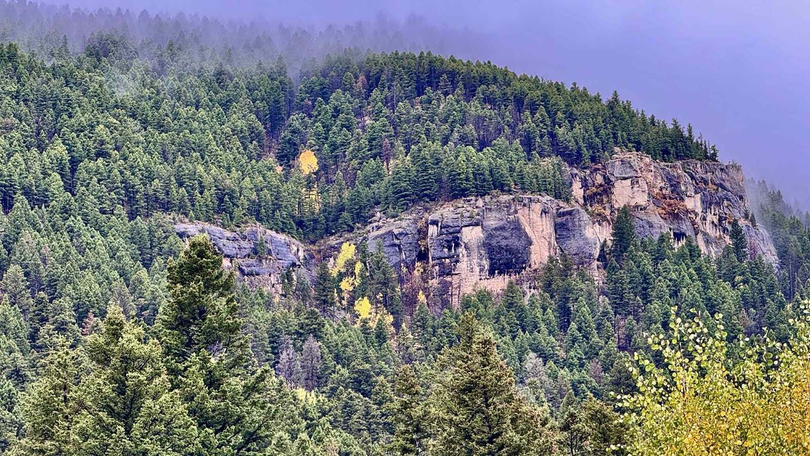 The "leaf fall" of aspens in Sinks Canyon State Park near Lander. These aspens could be from the same or separate groves that might have grown together through their vast subterranean root systems.