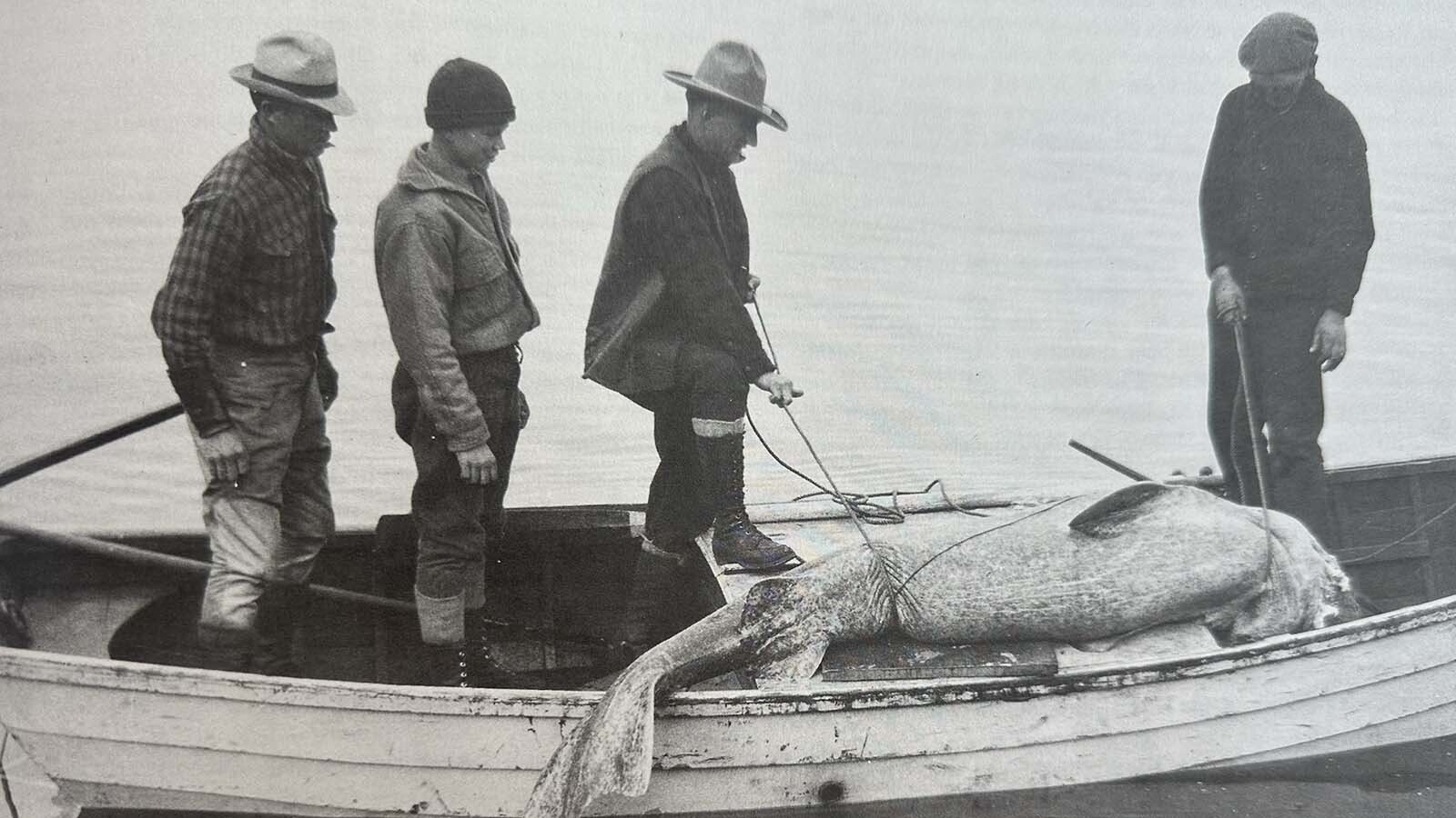 Carl Dunrud lassoed a 300-pound walrus – twice. The film crew missed his first time capturing the walrus calf and asked him to capture it again.