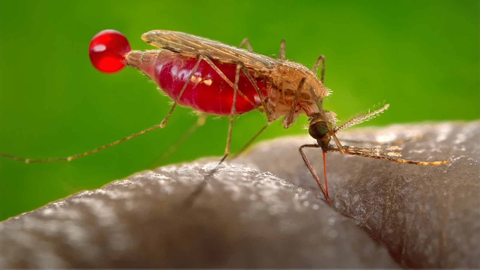 A mosquito sucks blood. The tiny pest can be more than an annoyance, it can pass on deadly diseases.