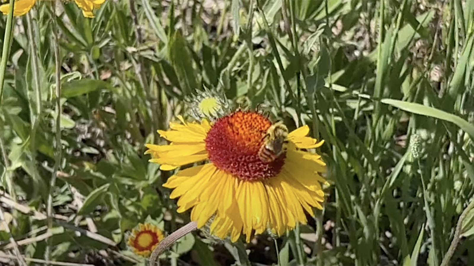 A bee on a wildflower is just one of the many visual treasures to be seen jeeping in Wyoming.