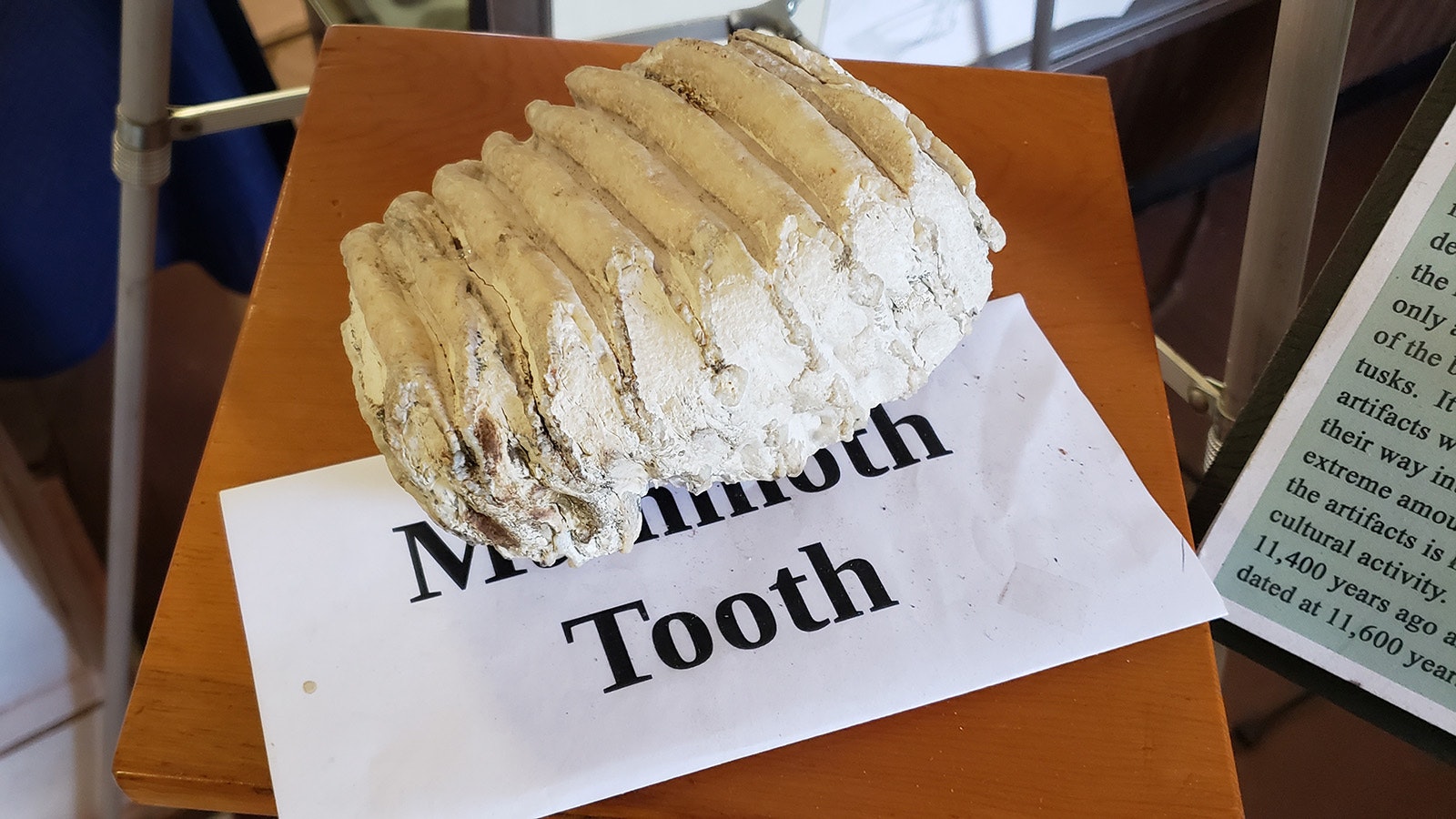 A mammoth tooth on display in the YMCA at Sunrise.