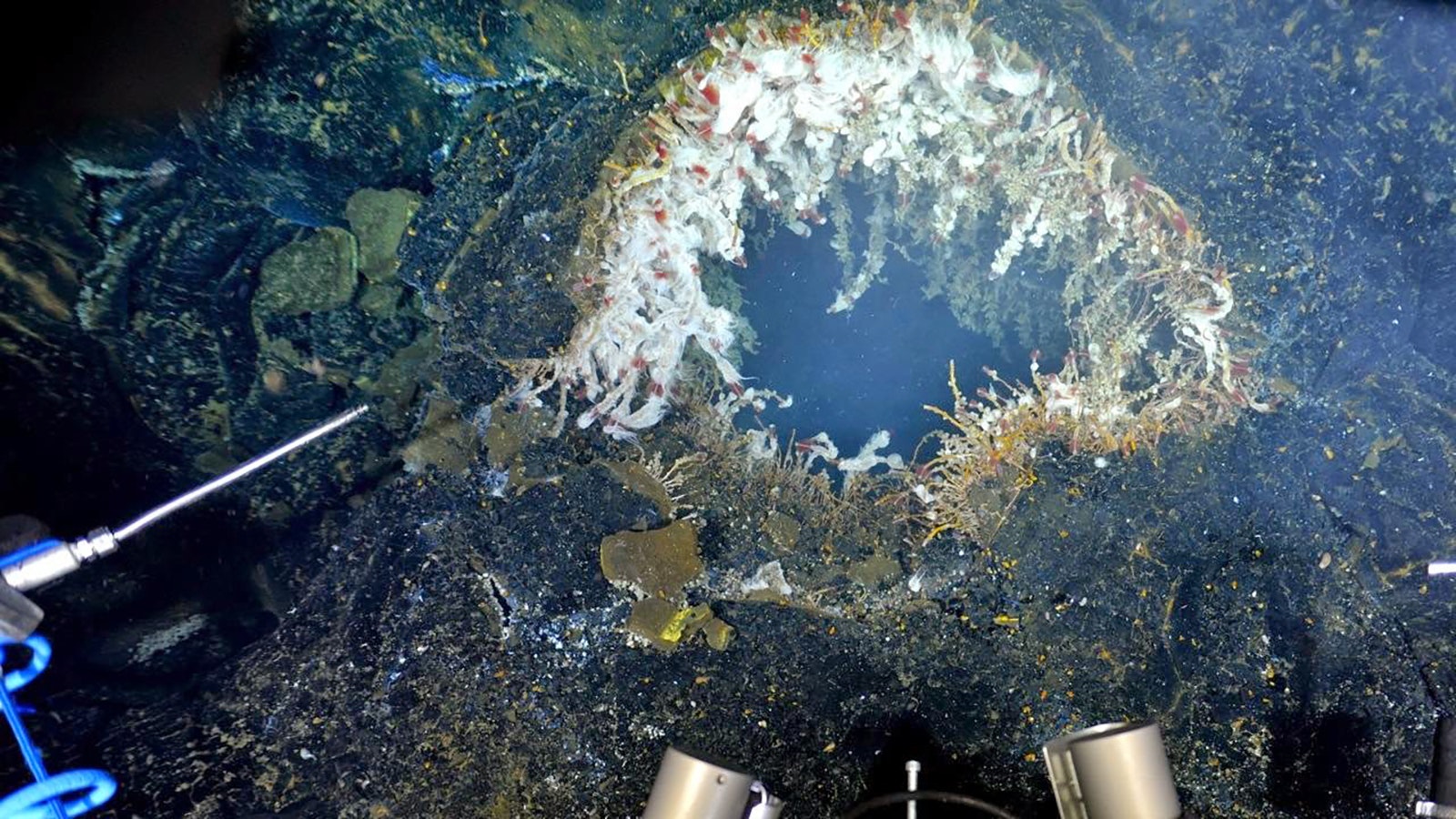 A vent on the undersea volcano Axial Seamount.