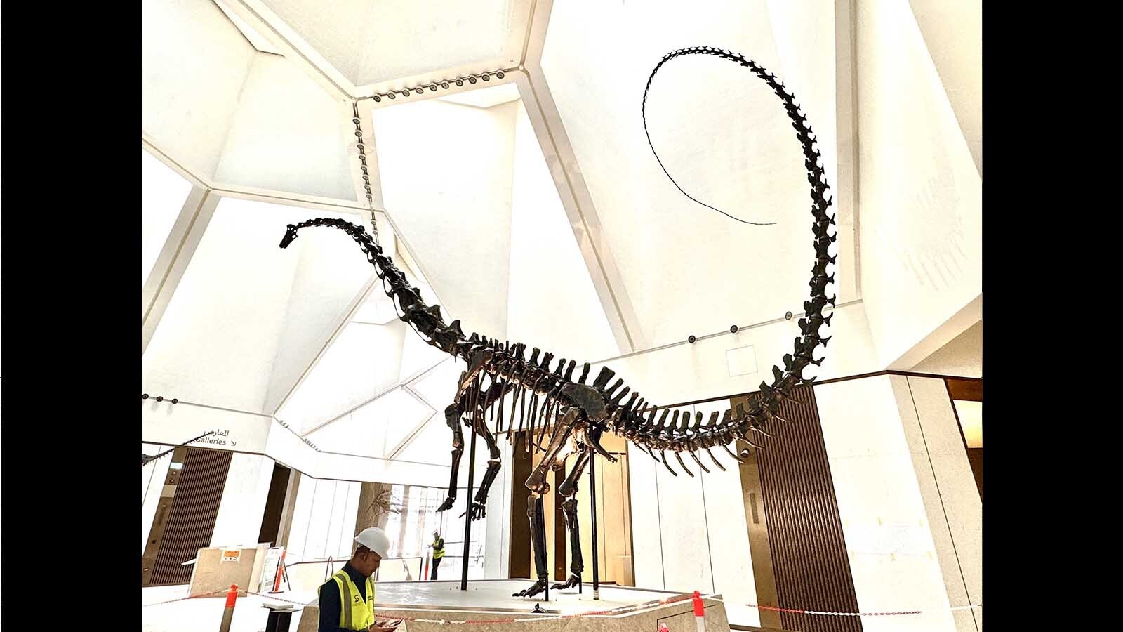 A Barosaurus, found near Hulett in Crook County, in the lobby of the Natural History Museum Abu Dhabi in the United Arab Emirates. Pete Larson of the Black Hills Institute of Geological Research in South Dakota says this is the first, best, and most accurate mount of this Late Jurassic dinosaur anywhere in the world.