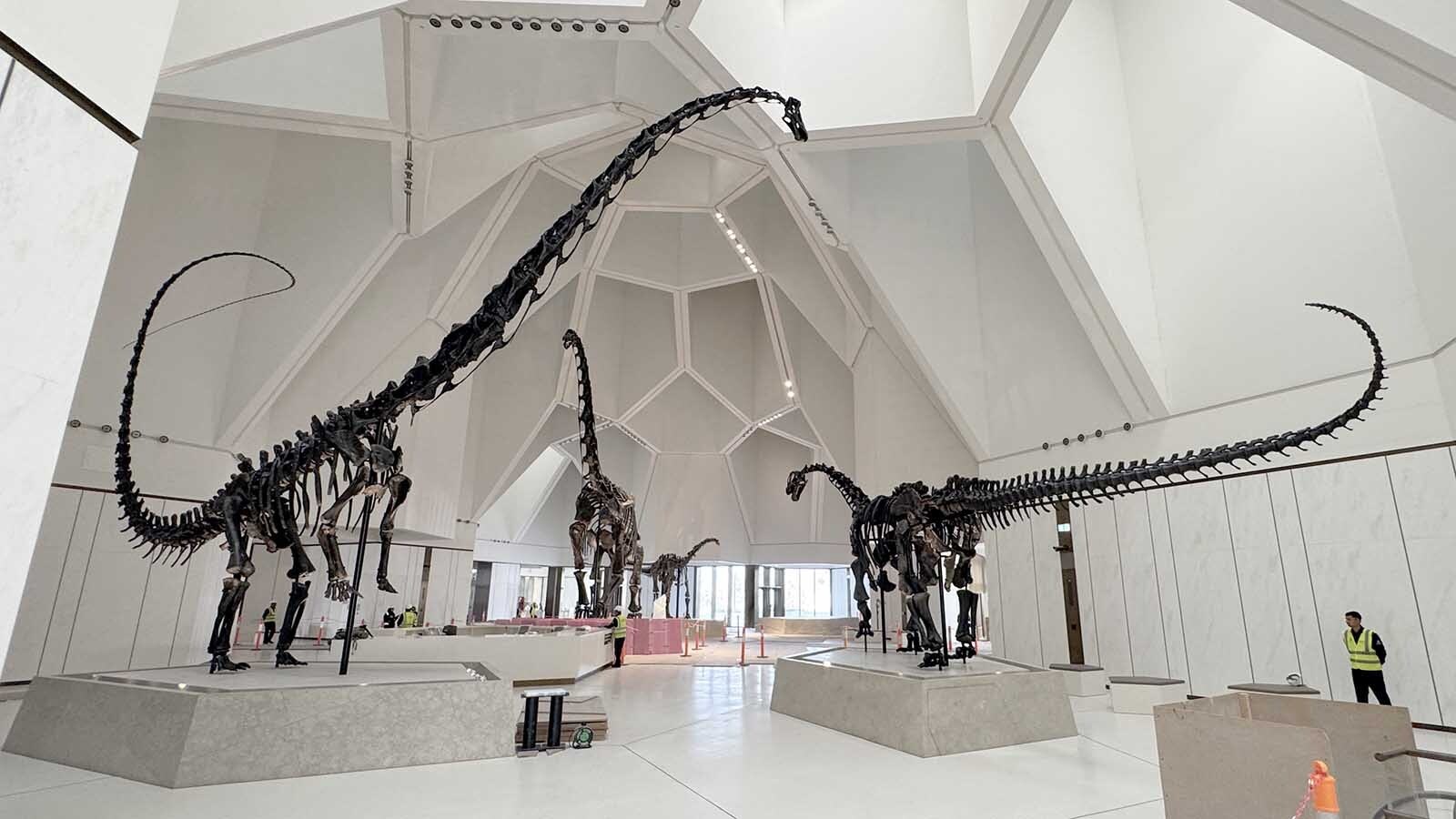 A Barosaurus, Brachiosaurus, and Camarasaurus in the lobby of the Natural History Museum Abu Dhabi in the United Arab Emirates. These three dinosaurs were all found in the Waugh Quary and each might be the first of its kind every displayed in any museum.