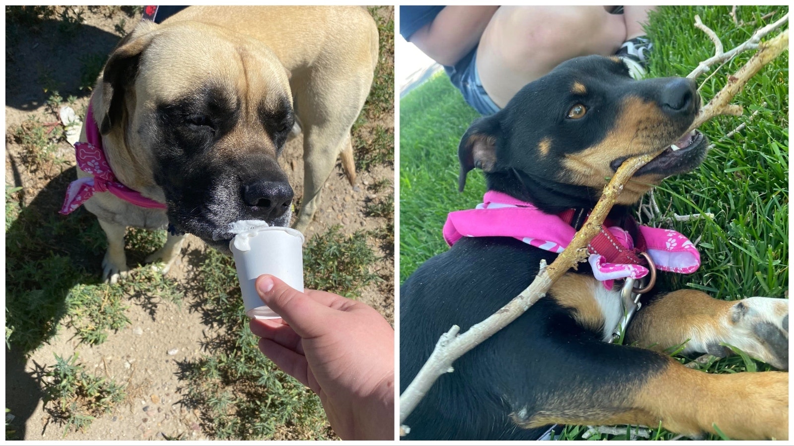Stella, left, enjoys a pup cup as part of the Adventure Hounds program offered by the Red Desert Humane Society. Talia, right, is another of the program's playful pups.