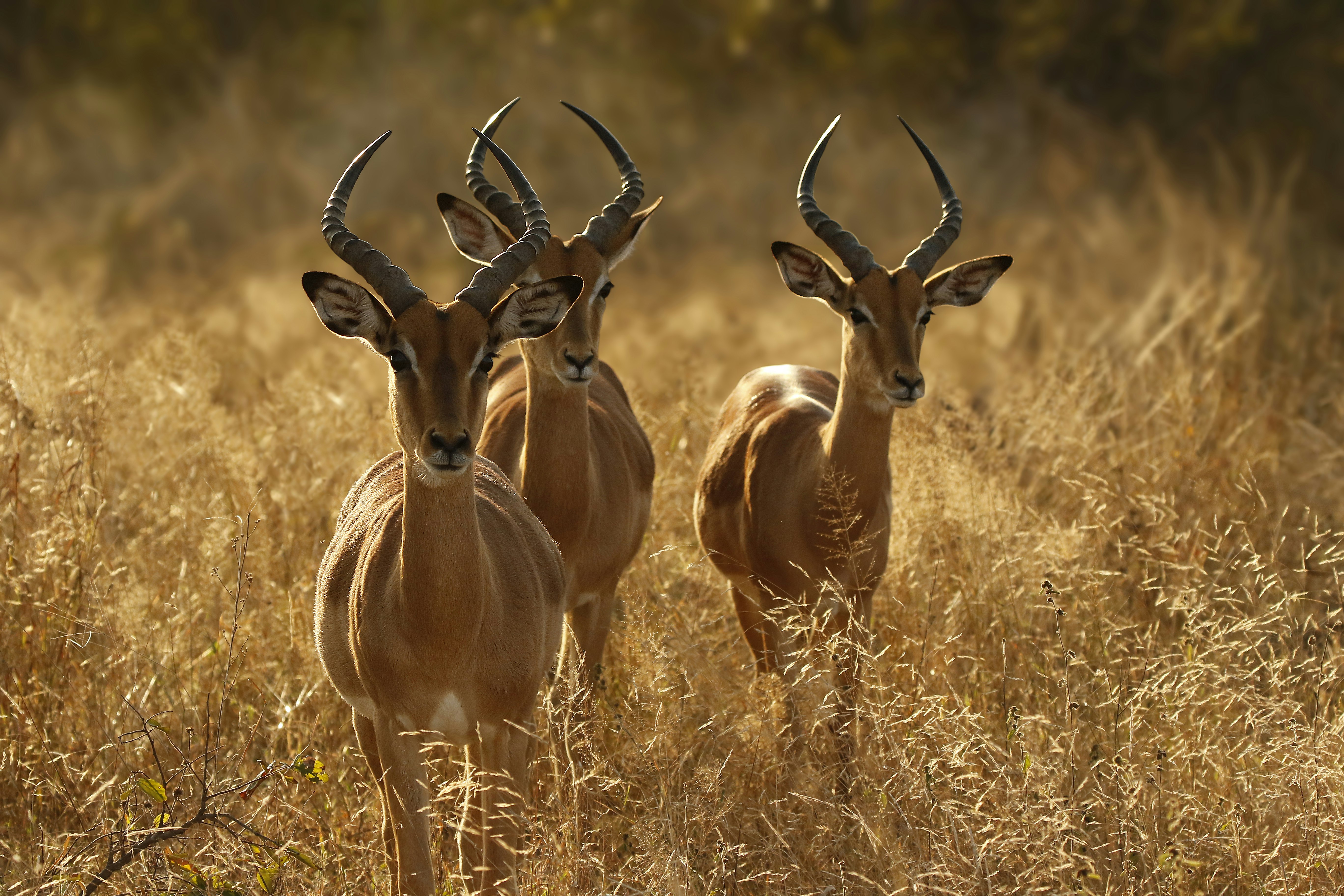 Impalas in Africa are antelope and are totally different from Wyoming's pronghorn.