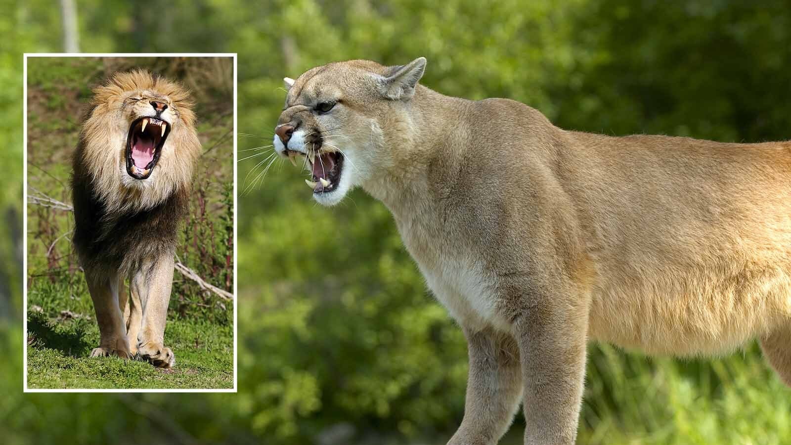 Wyoming’s mountain lions aren’t lions in the true scientific sense. African lions are classified among “roaring cats,” while mountain lions fall in the less glamorous-sounding “purring cat” category. And they do purr.