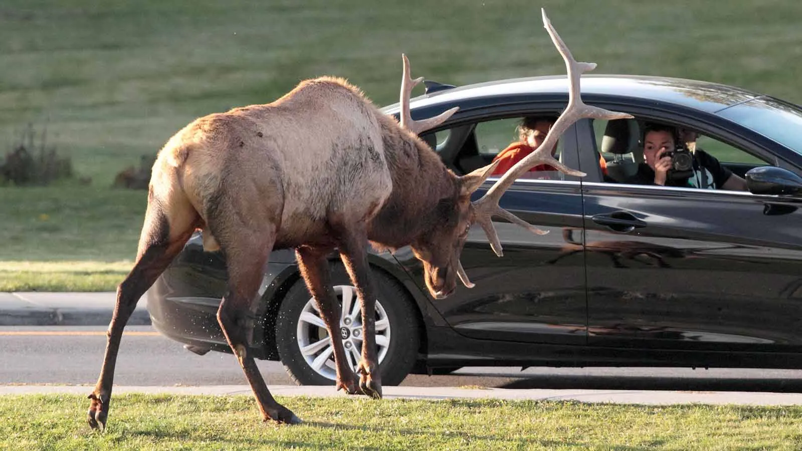 Aggressive elk attack far more people than grizzlies, black bears, coyotes and mule deer, according to an extensive study. Elk "can inflict serious damage with those stomps and kicks,” said a wildlife specialist. Here, an elk gets aggressive with a car near Mammoth, Wyoming.