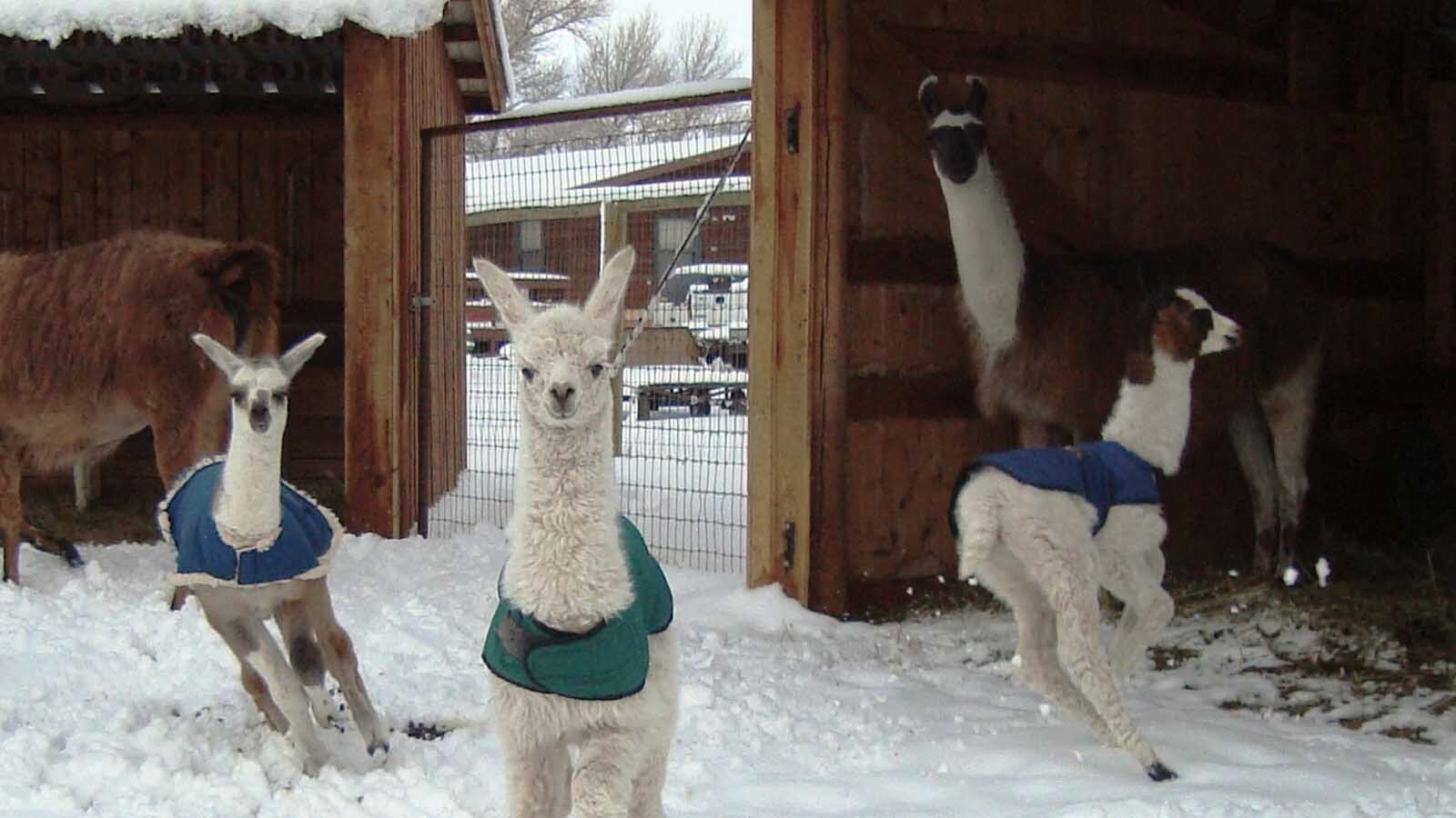 Al Ellis is a Navy veteran and former commercial abalone diver who built a successful pack llama business in Western Wyoming. He’s donated his 207-acre Boulder llama ranch as a sanctuary for veterans and first responders.