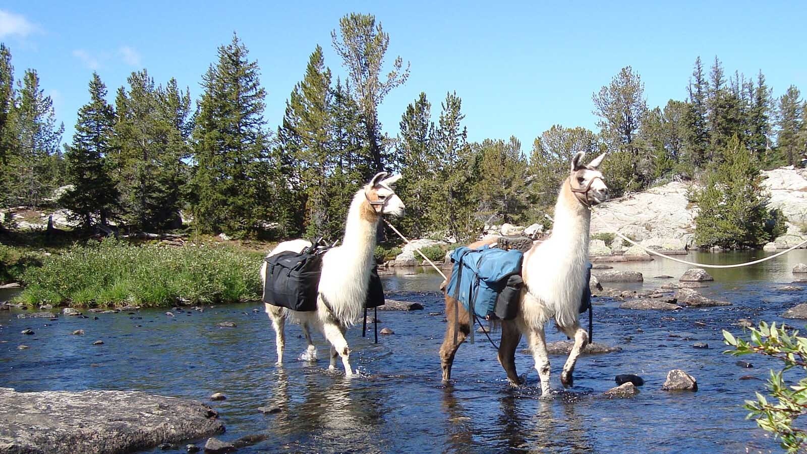 Al Ellis is a Navy veteran and former commercial abalone diver who built a successful pack llama business in Western Wyoming. He’s donated his 207-acre Boulder llama ranch as a sanctuary for veterans and first responders.