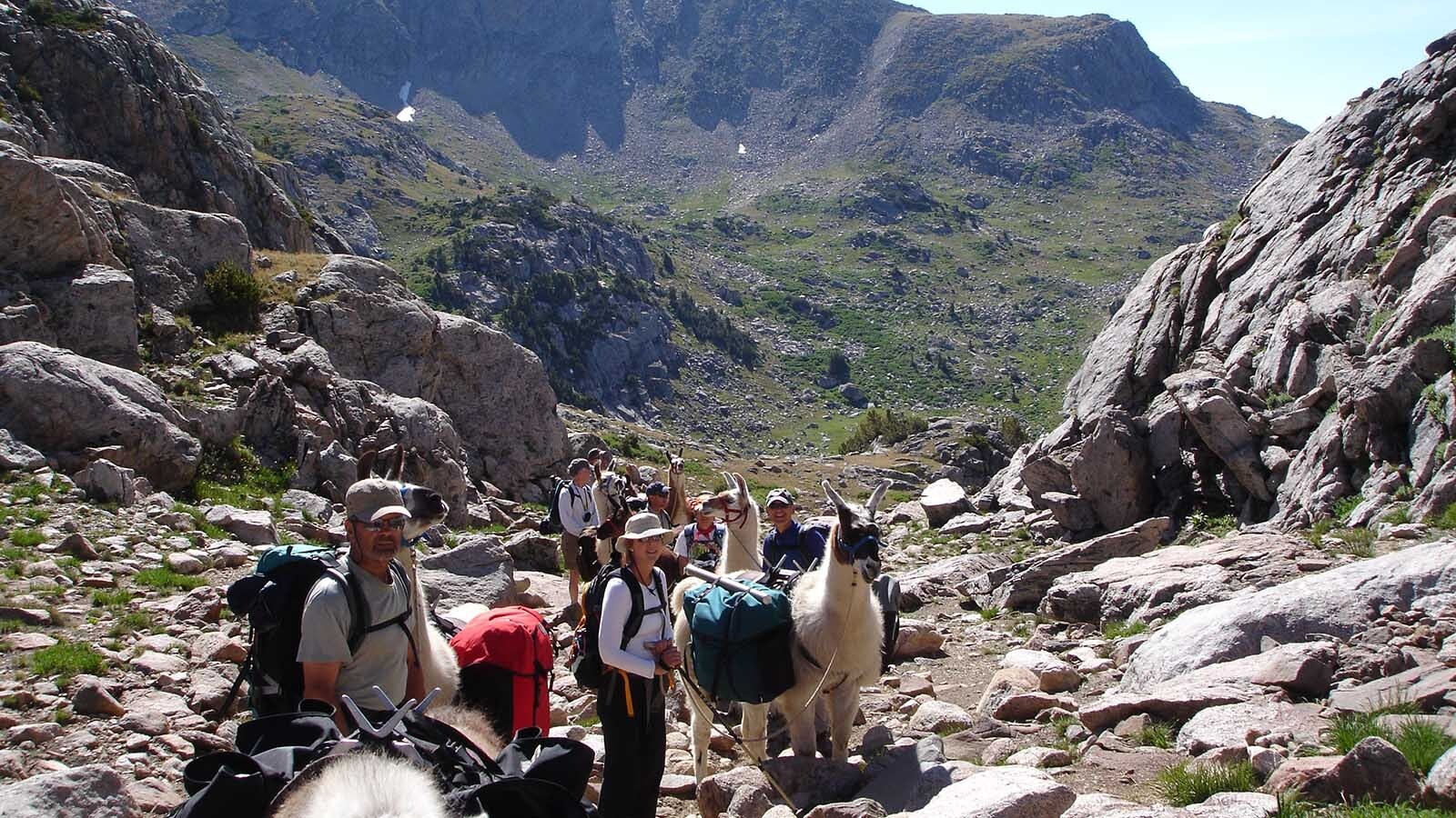 Al Ellis is a Navy veteran and former commercial abalone diver who built a successful pack llama business in Western Wyoming. He’s donated his 207-acre Boulder llama ranch as a sanctuary for veterans and first responders.
