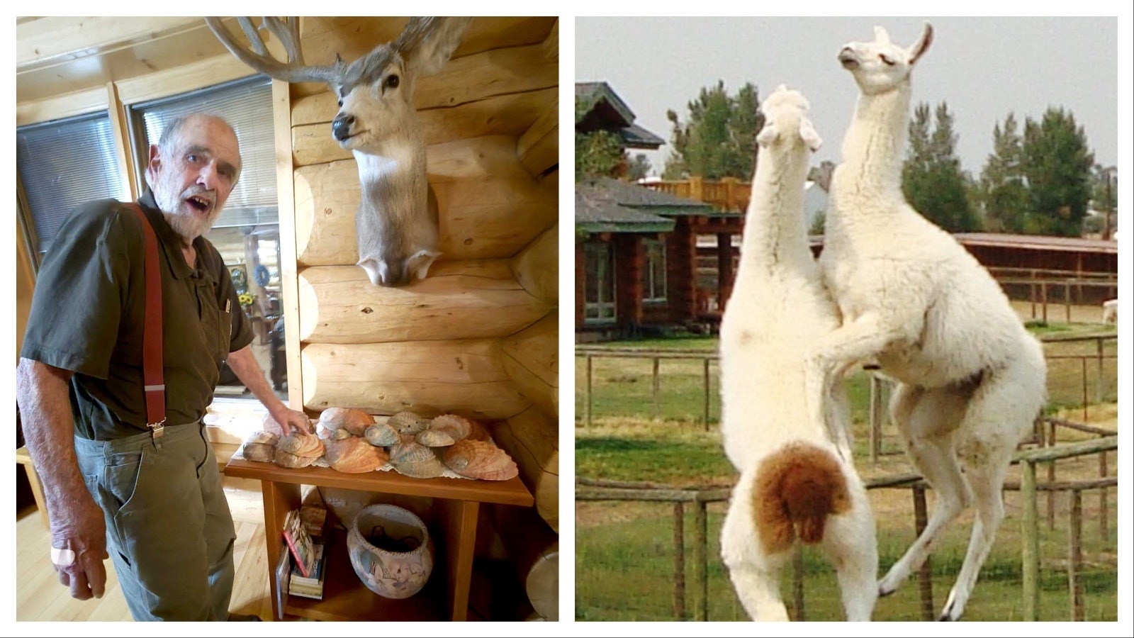 Al Ellis is a Navy veteran and former commercial abalone diver who built a successful pack llama business in Western Wyoming. He’s donated his 207-acre Boulder llama ranch as a sanctuary for veterans and first responders.
