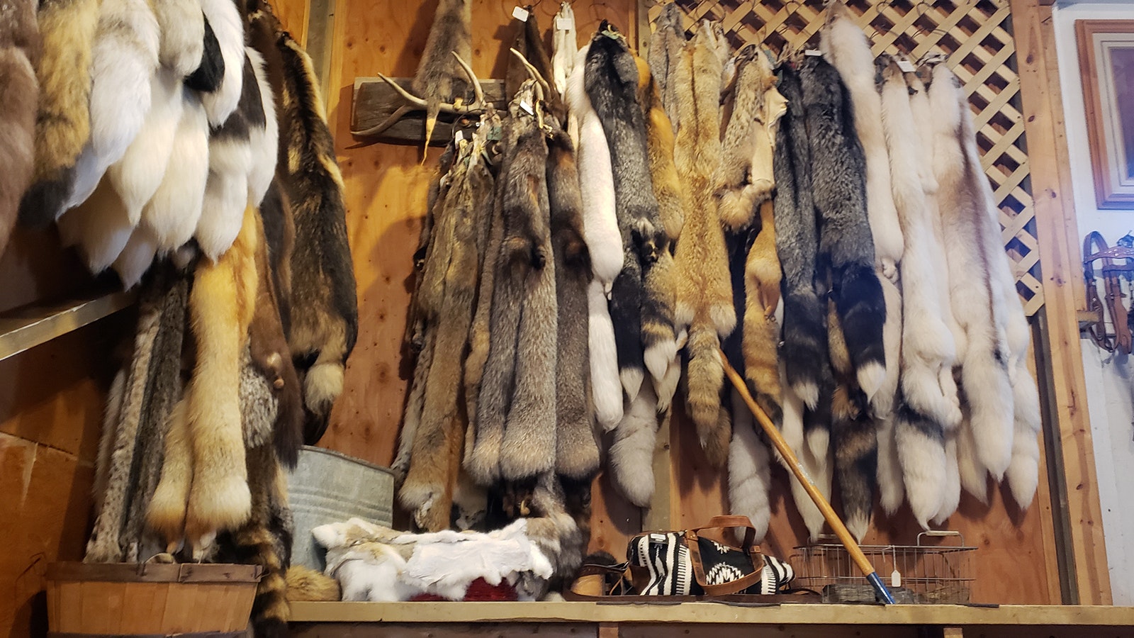 A collection of furs greet customers walking up the stairs to the second floor of the Aladdin General Store where most of the antiques are.