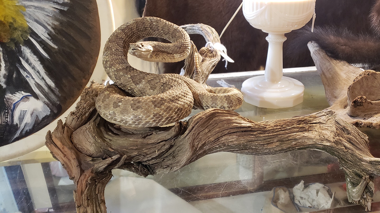 A taxidermied rattlesnake forever poised to strike.