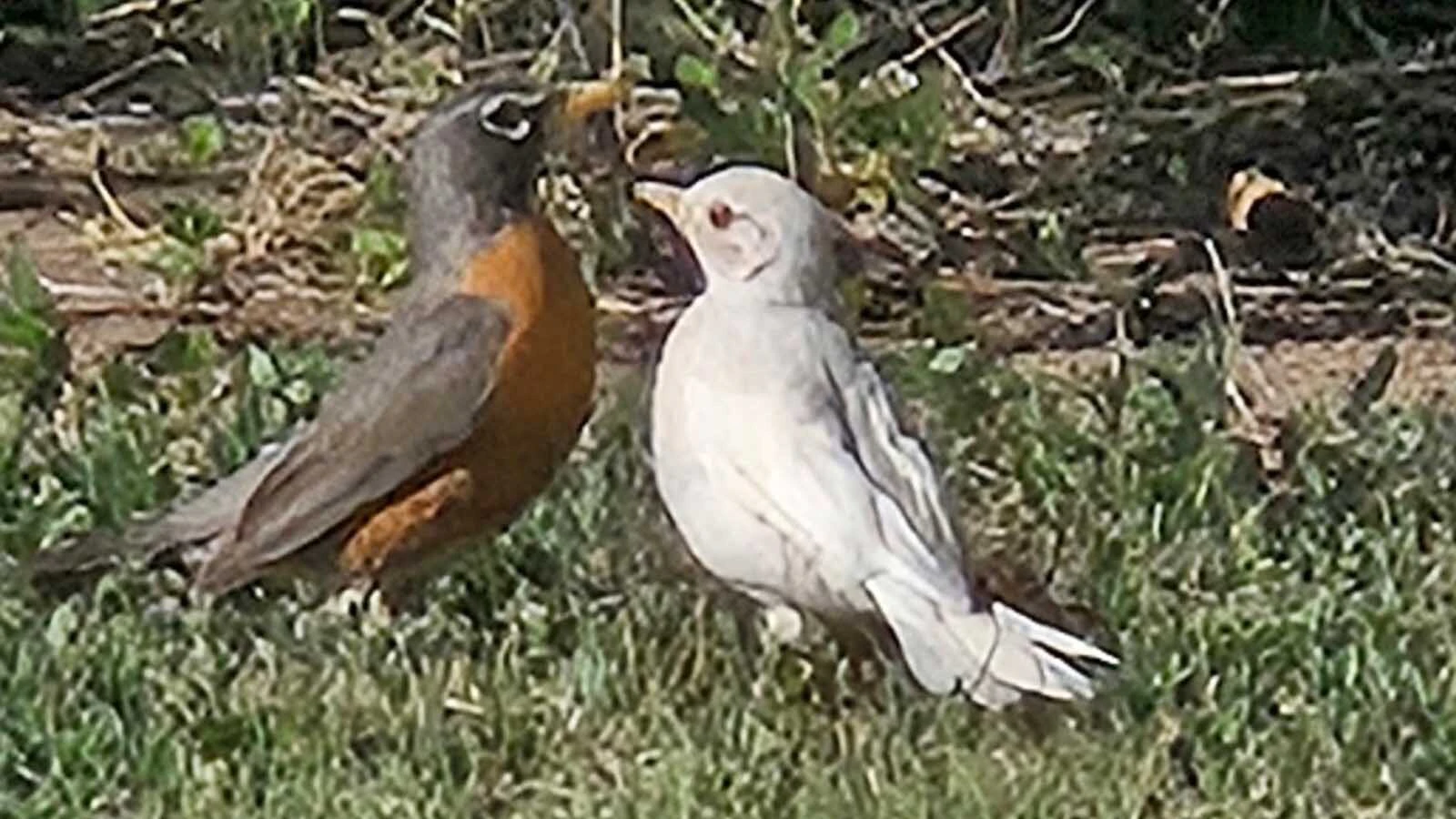 An adult robin feeds its albino offspring in a Cheyenne-area yard. Bird expert Zach Hutchinson said the white bird is a fledgling still following its mother and begging for food.