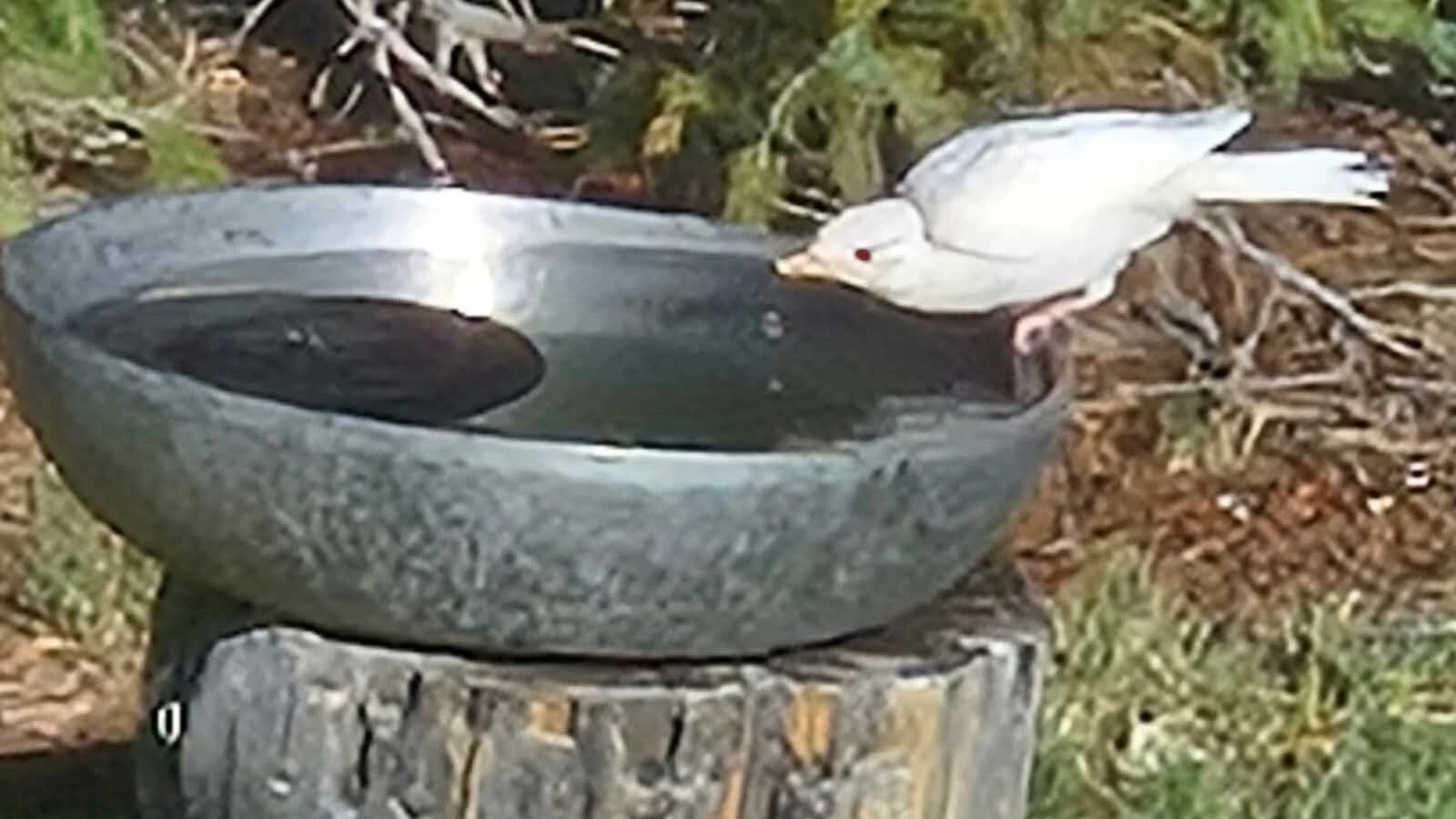 An albino robin visits a bird bath in a Cheyenne-area yard. The young bird has become a daily attraction for homeowners Heather and Eric Wiseman.
