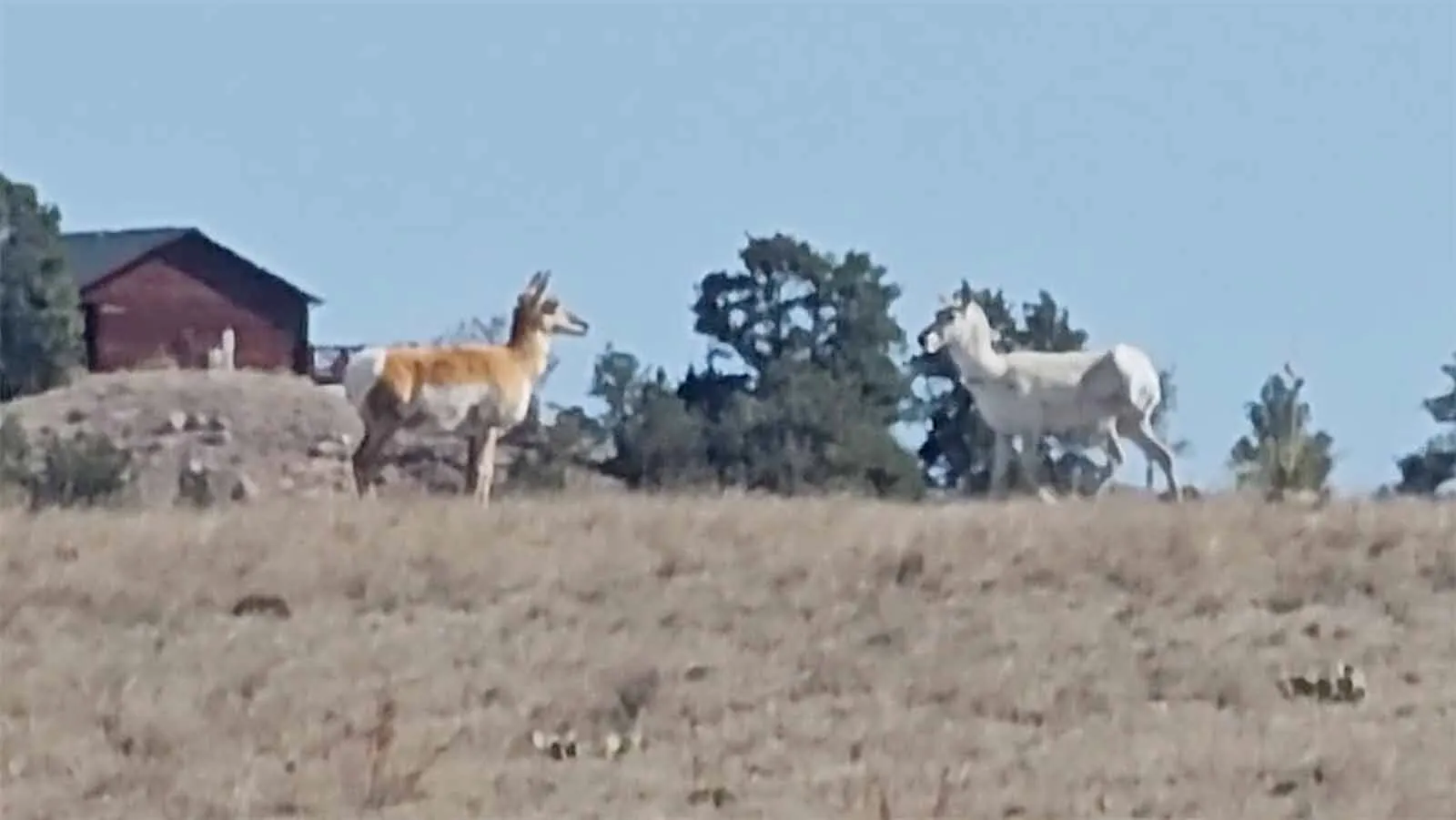 This white pronghorn was spotted on Memorial Day in Goshen County. It’s unknown whether the animal is a true albino, or if it has a recessive gene that makes its hair white. Either way, it’s incredibly rare.