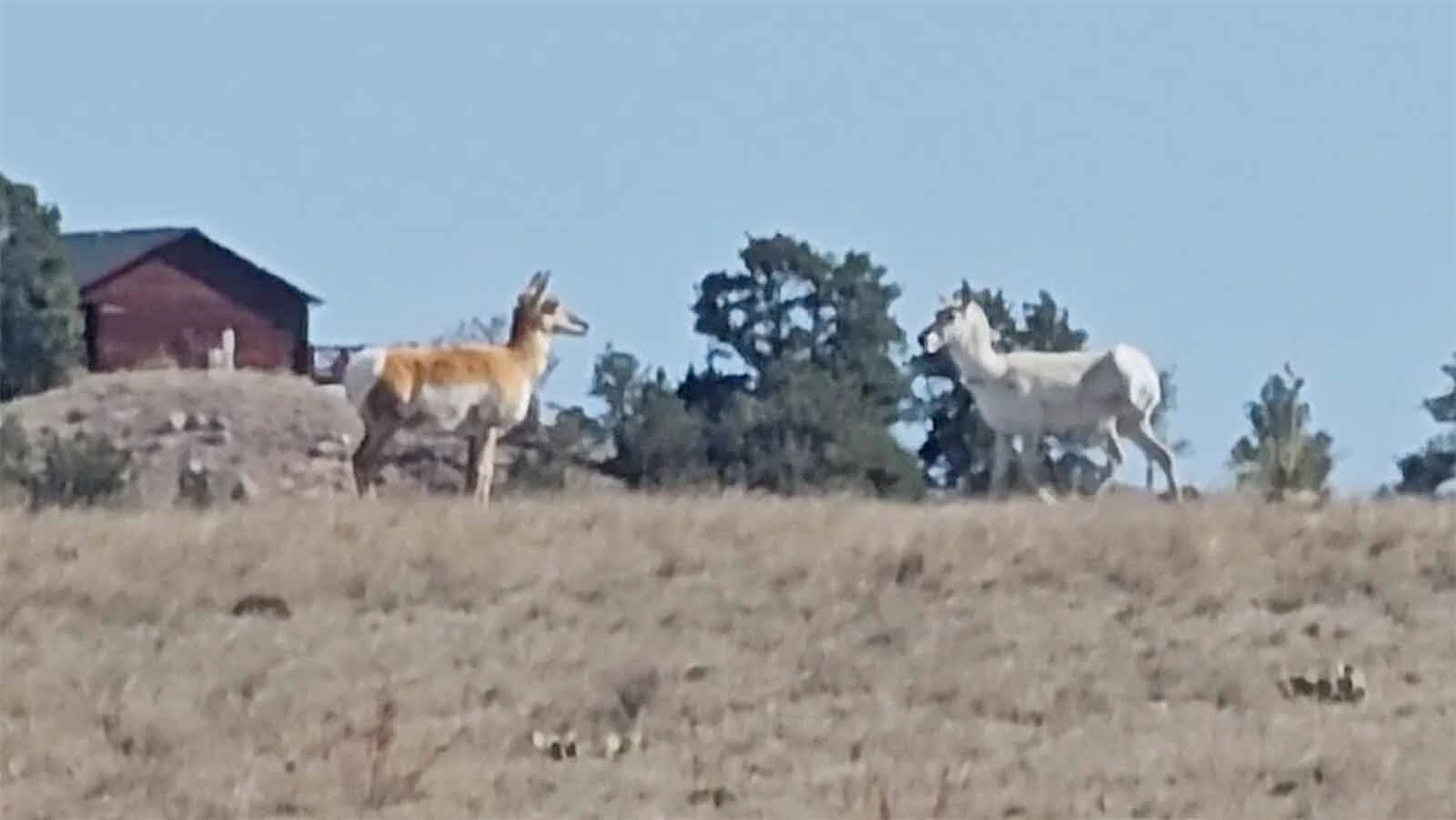 This white pronghorn was spotted on Memorial Day in Goshen County. It’s unknown whether the animal is a true albino, or if it has a recessive gene that makes its hair white. Either way, it’s incredibly rare.